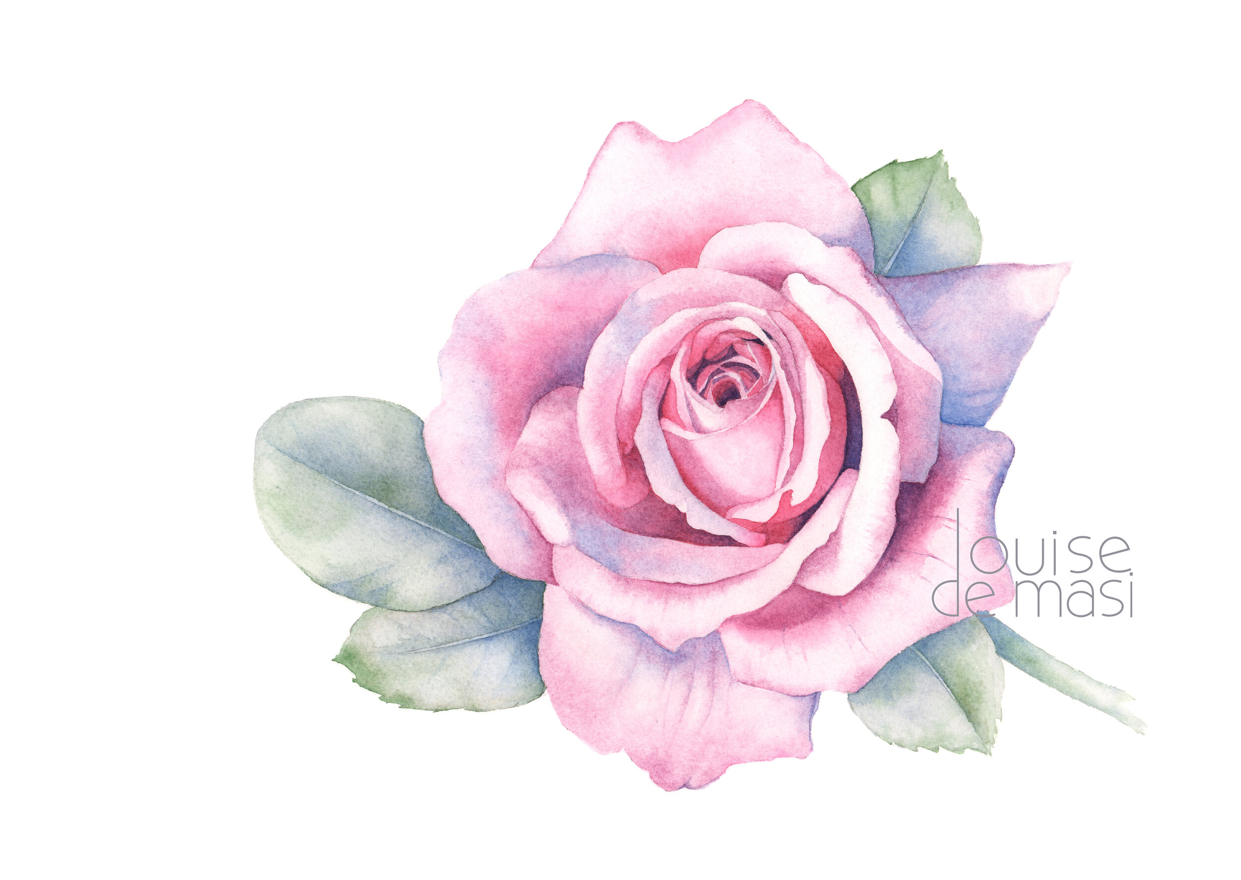 Pink Rose - Intermediate to Advanced