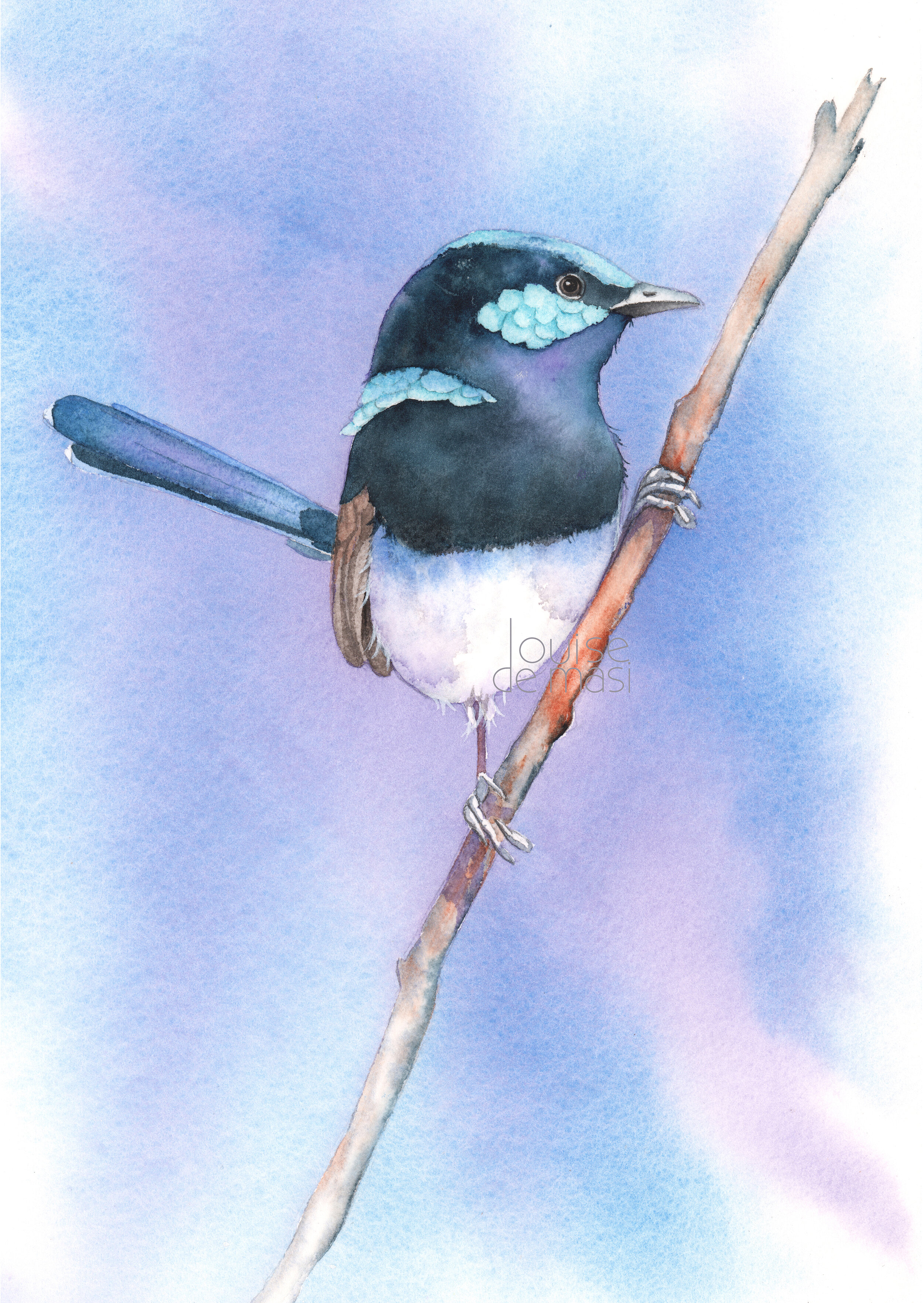 Male Fairy Wren - Intermediate