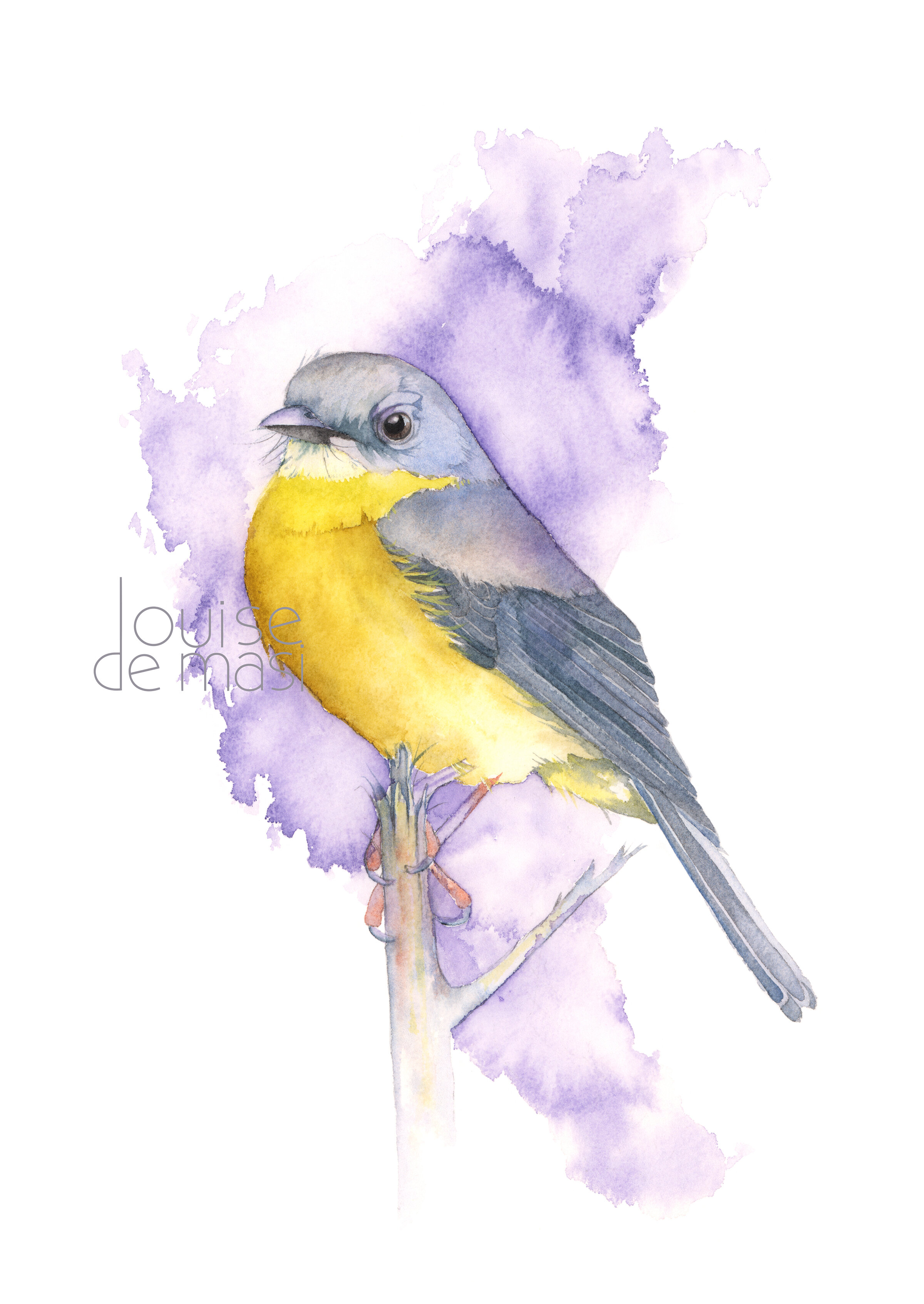 Yellow Robin - Intermediate