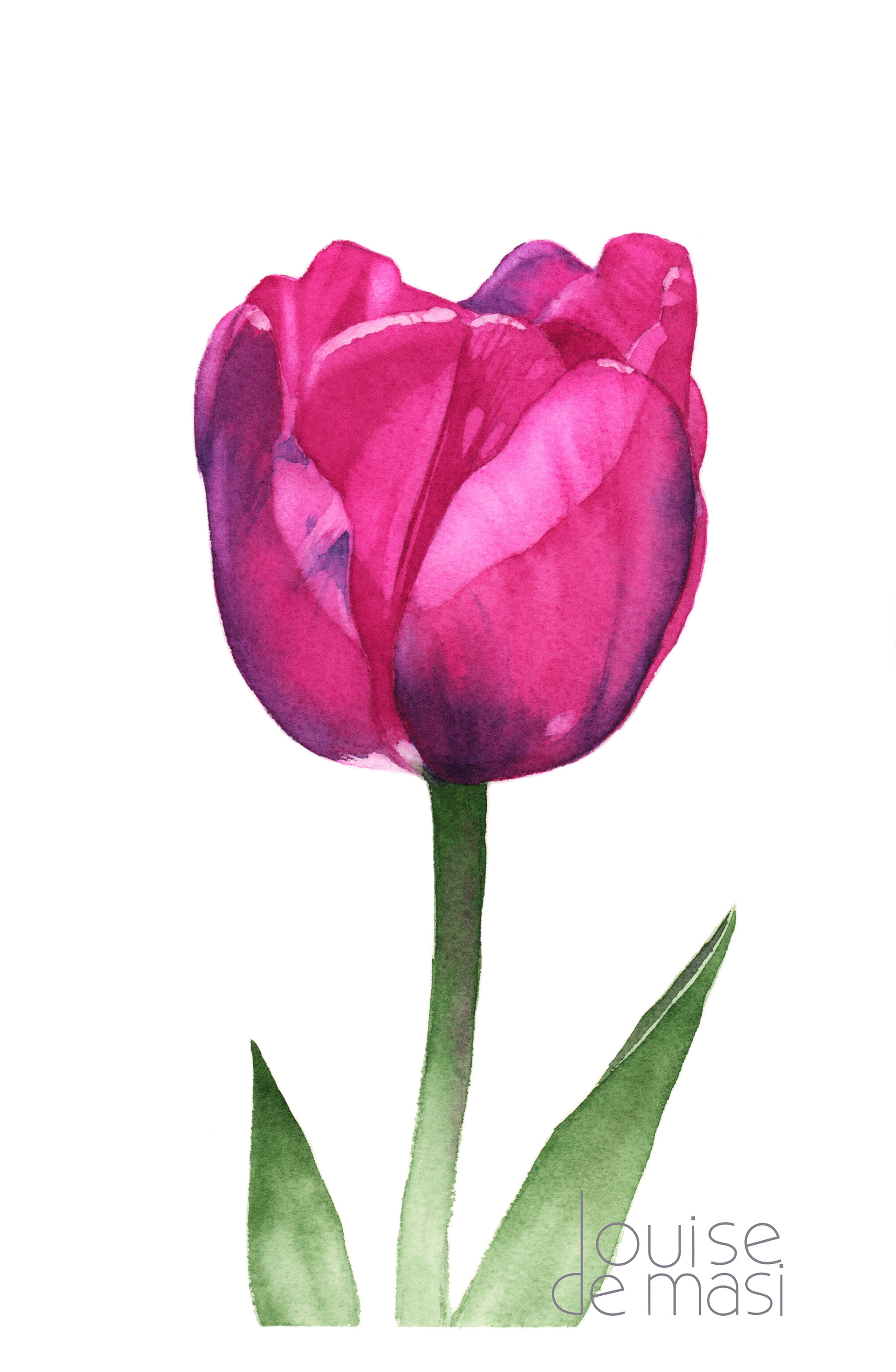 Tulip - beginner to intermediate