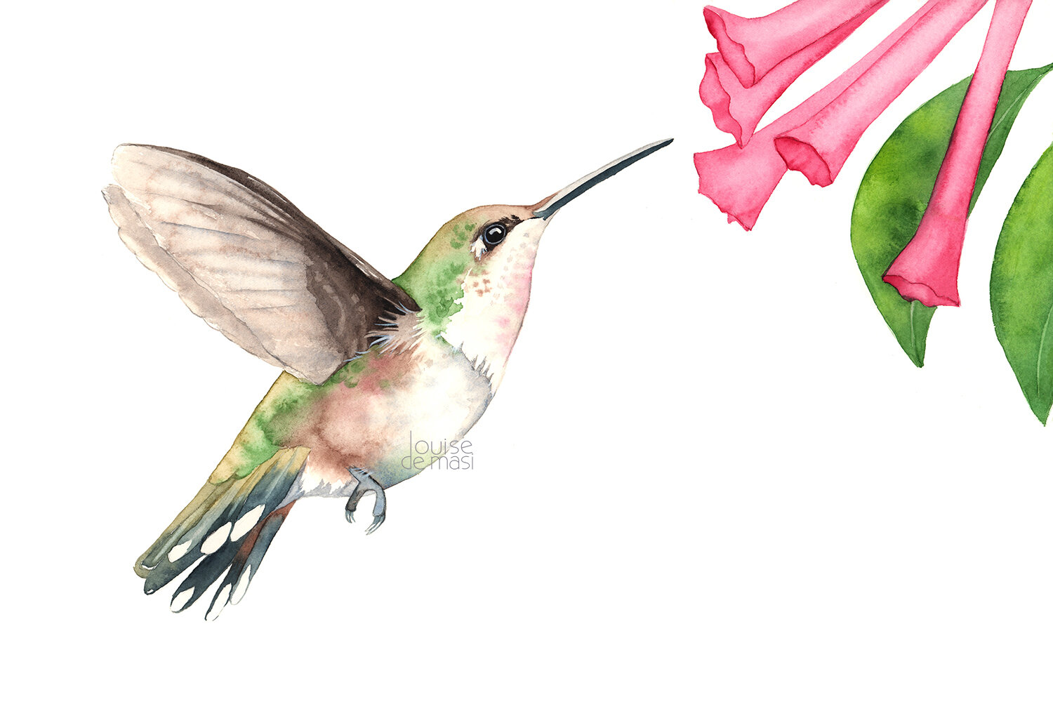 Hummingbird flying - intermediate