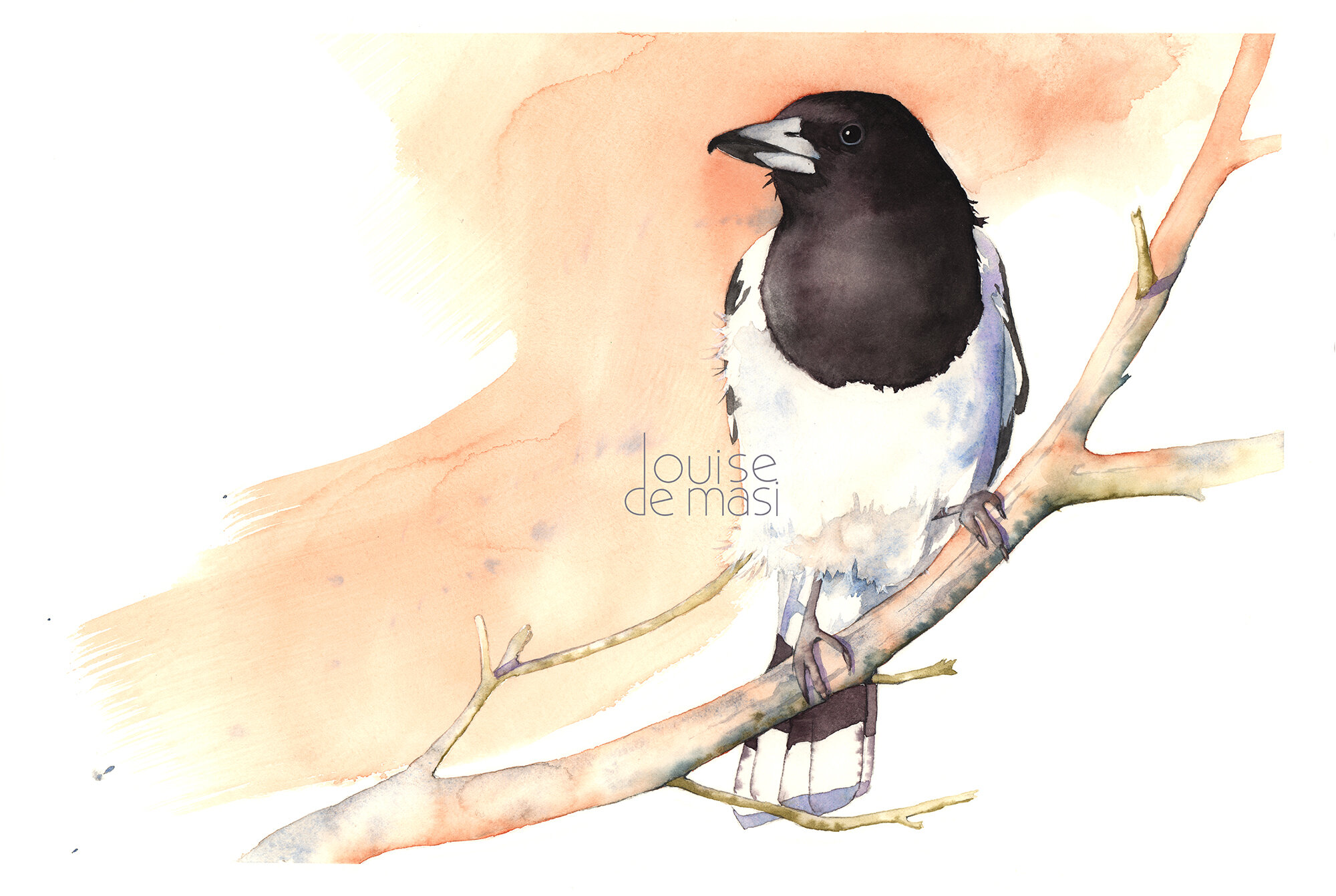 Butcherbird - intermediate