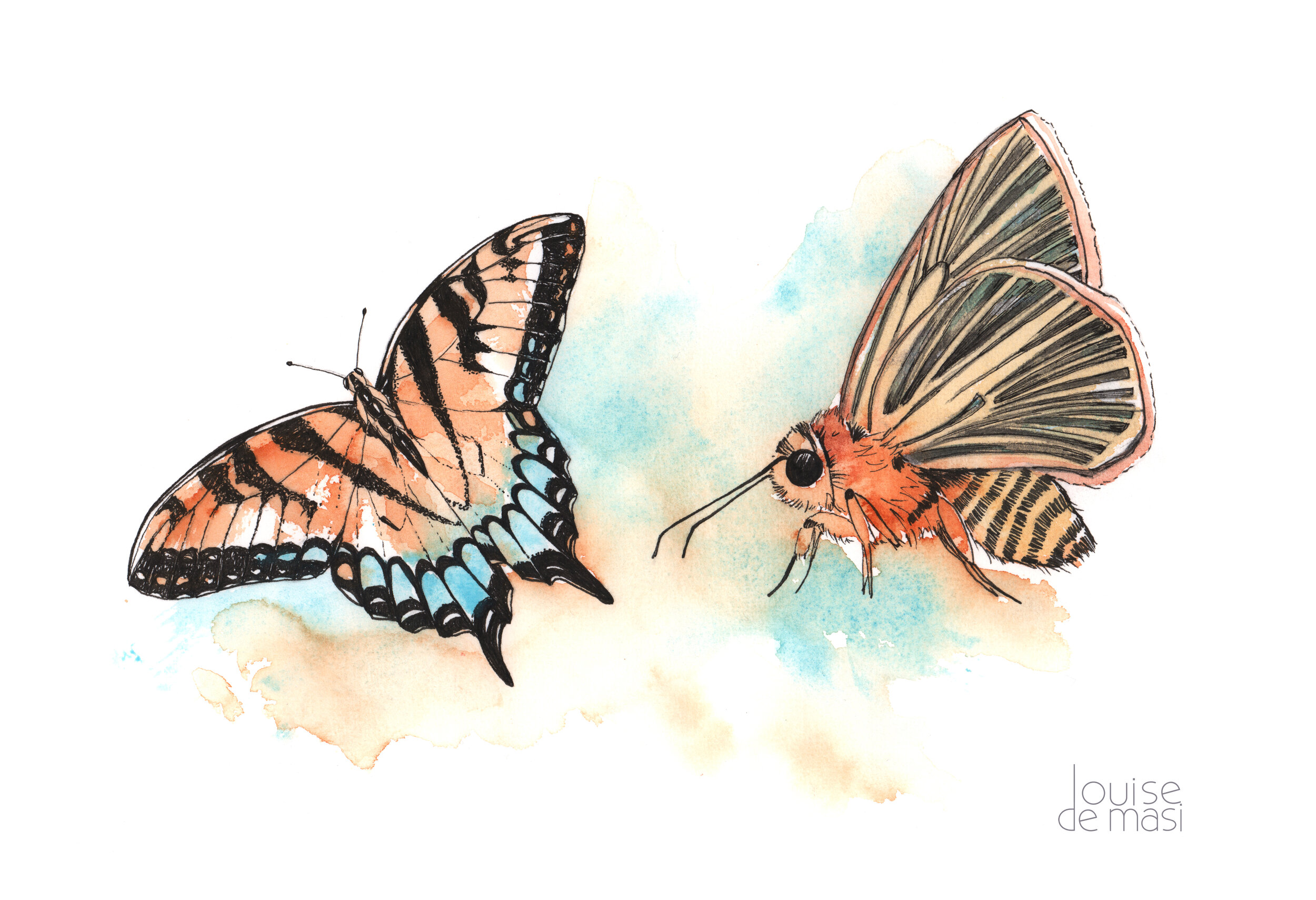Butterfly &amp; Moth Pen &amp; Wash - Beginners