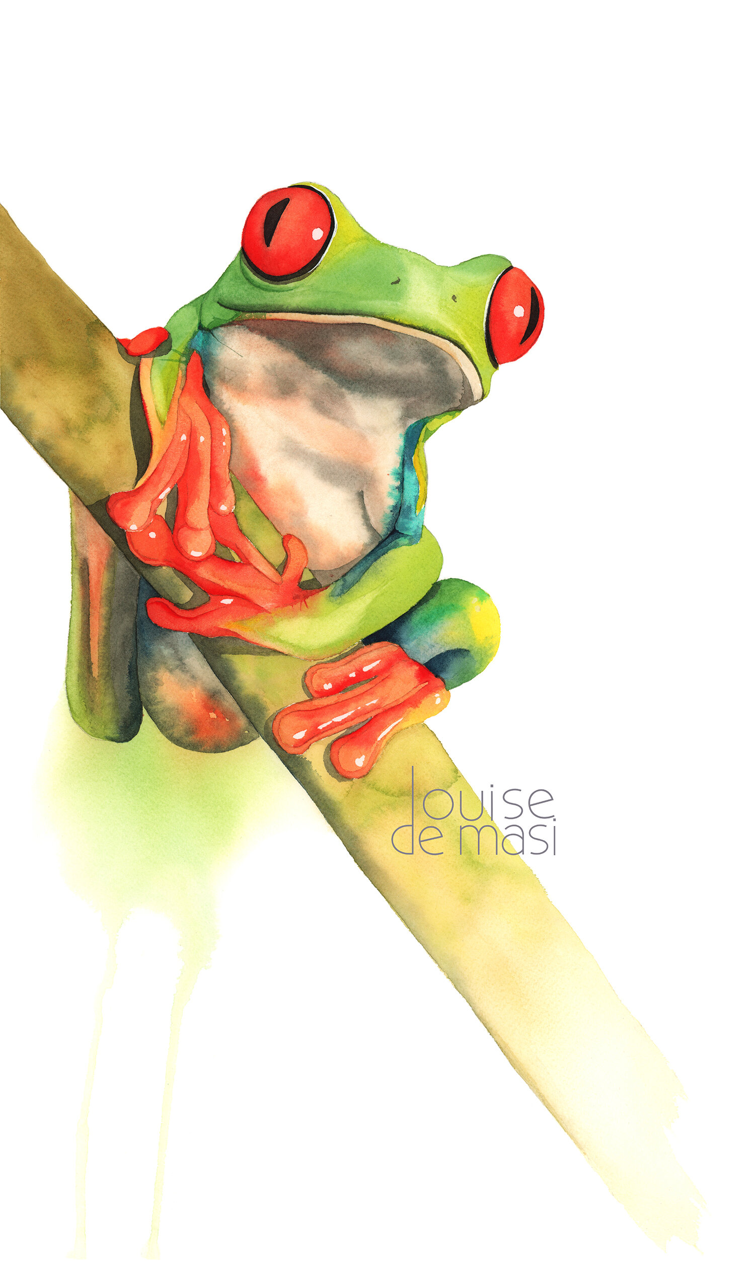 Red Eyed Tree Frog - Intermediate