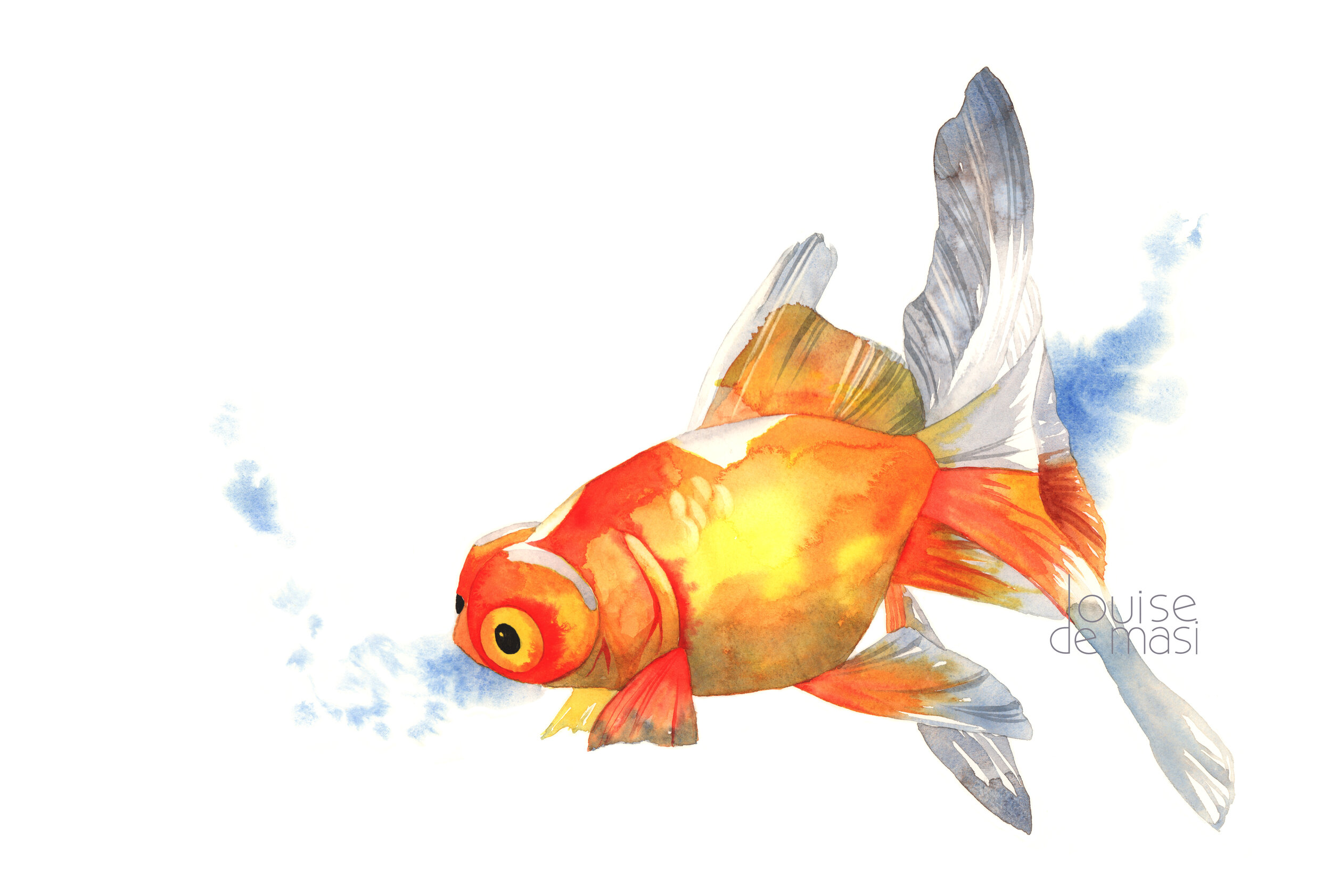 Goldfish- beginner to intermediate