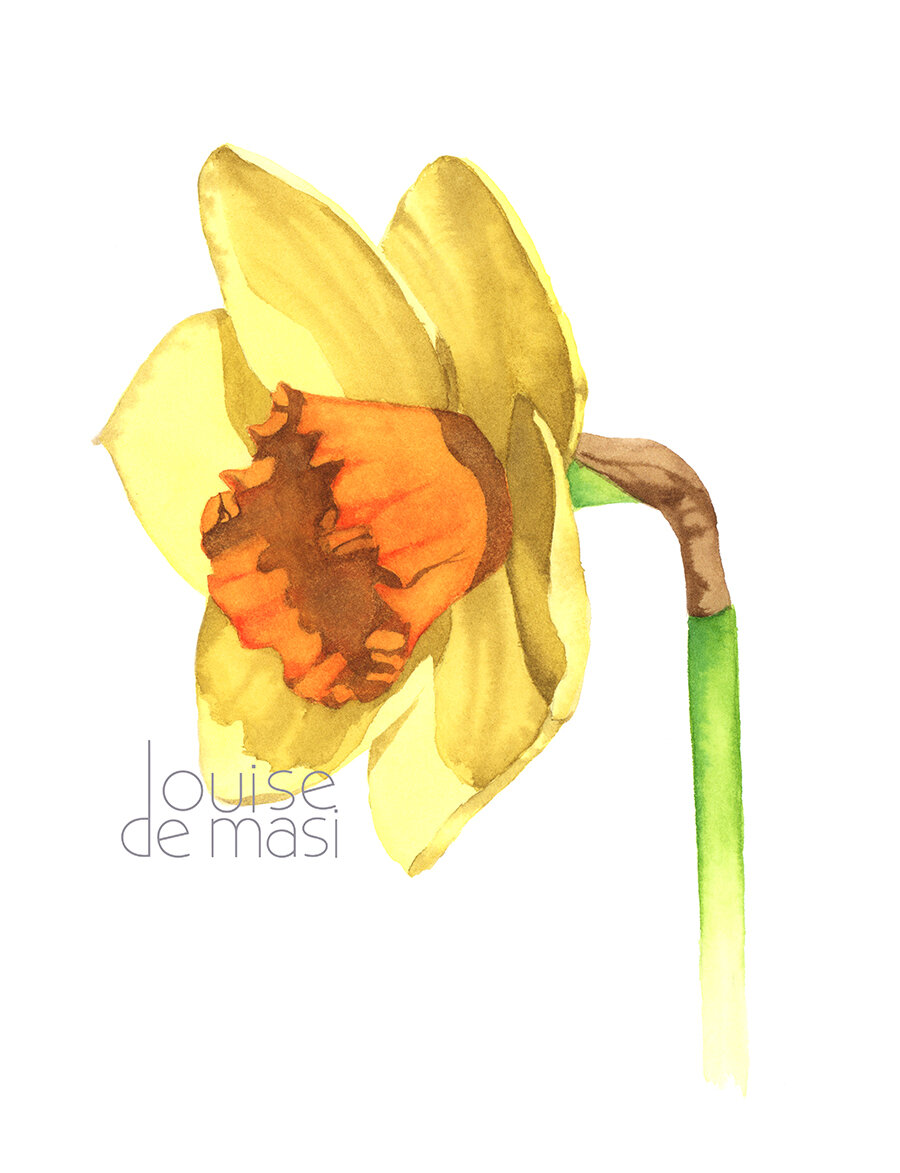 Daffodil - Beginners