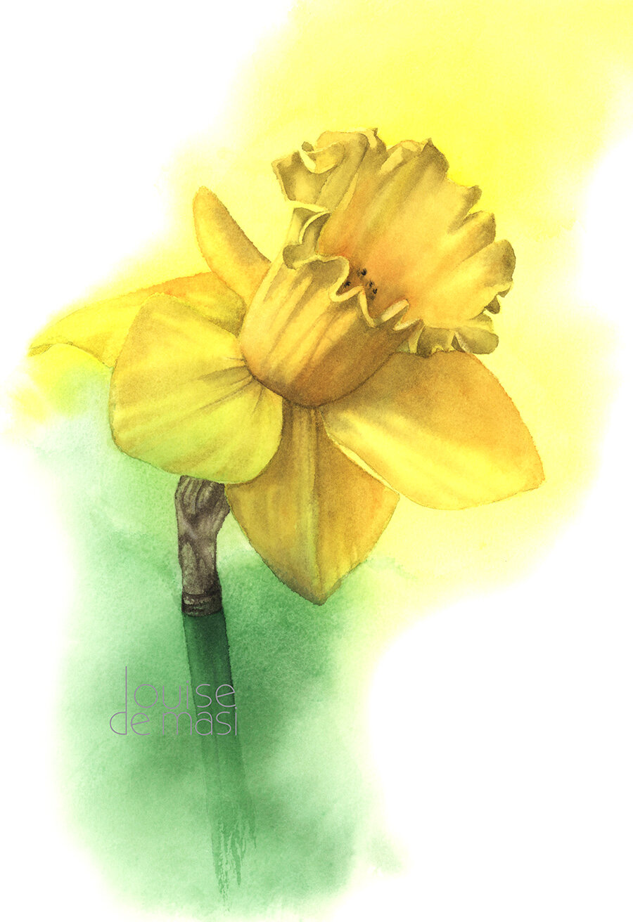 Daffodil - Intermediate to advanced