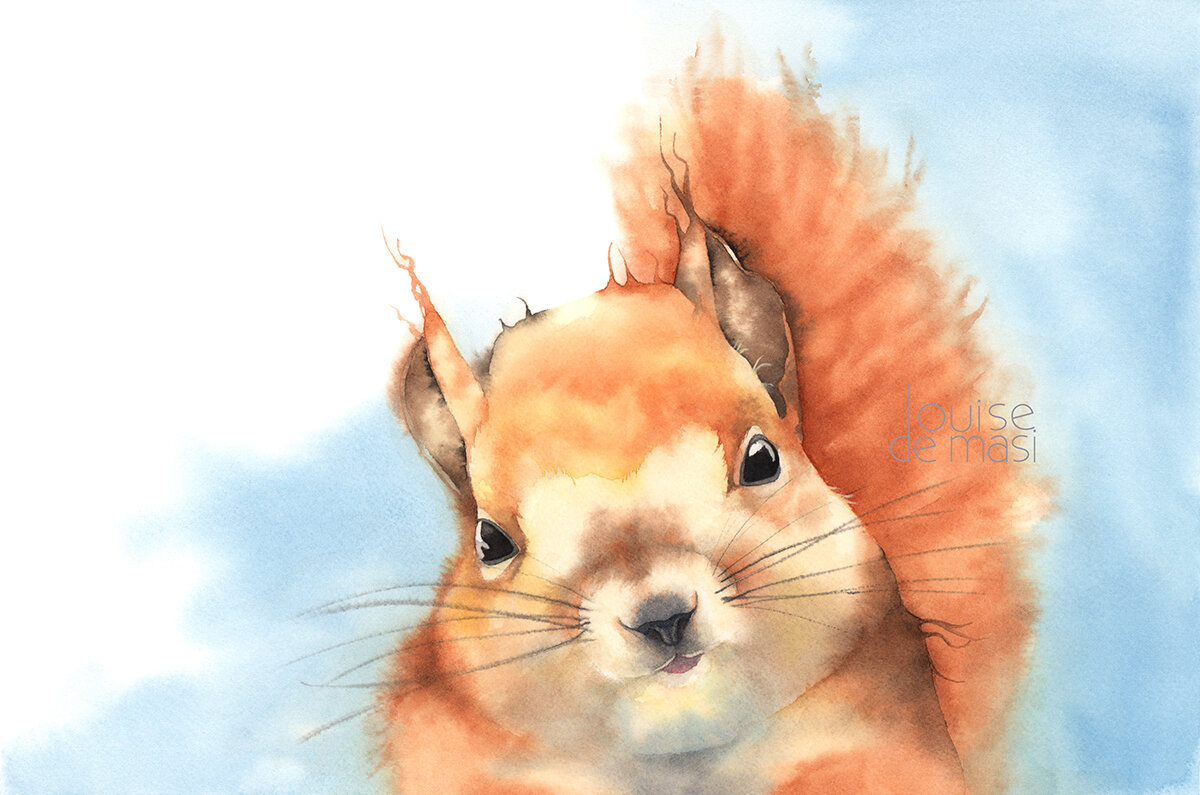 Squirrel - Intermediate