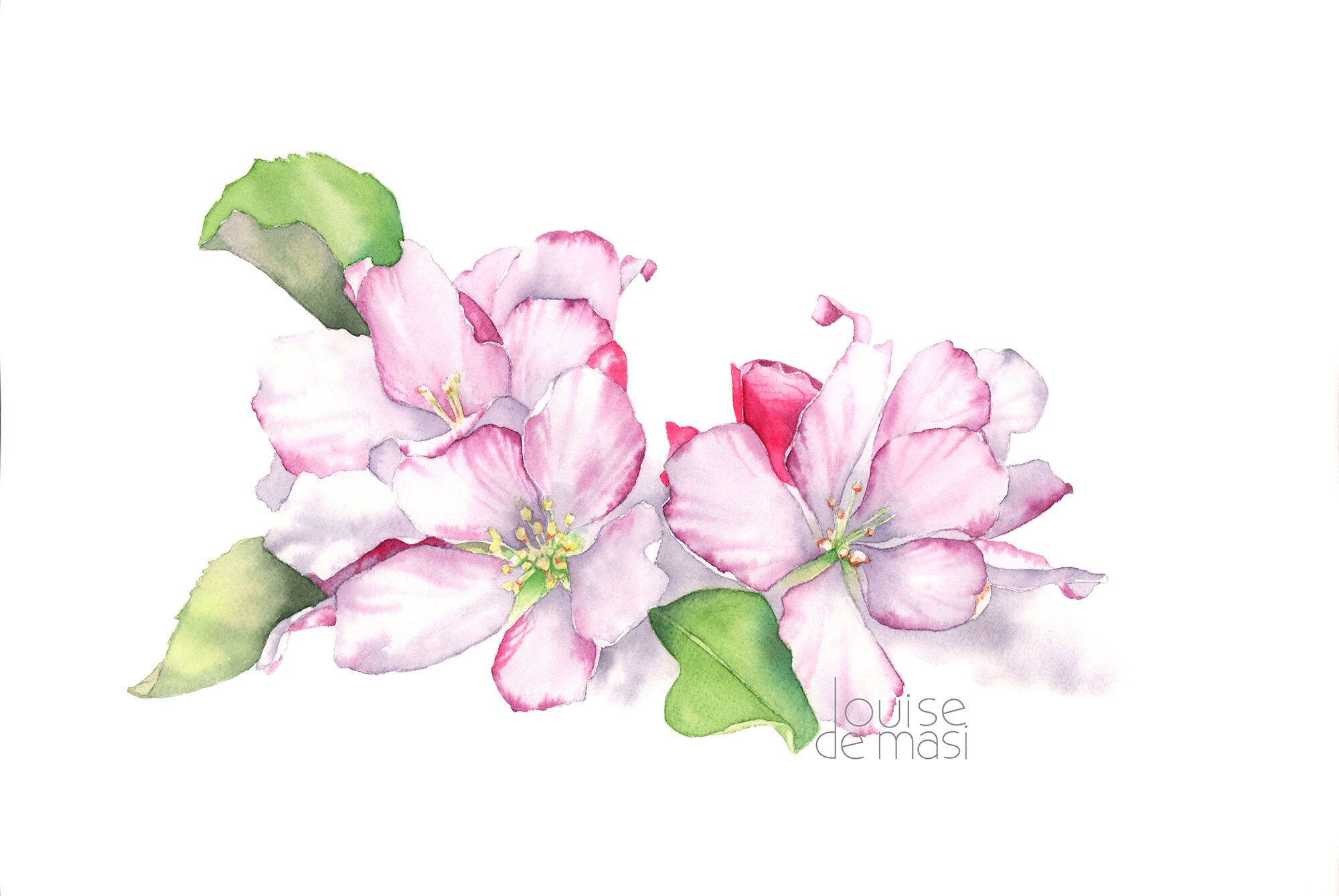 Apple Blossoms - Intermediate