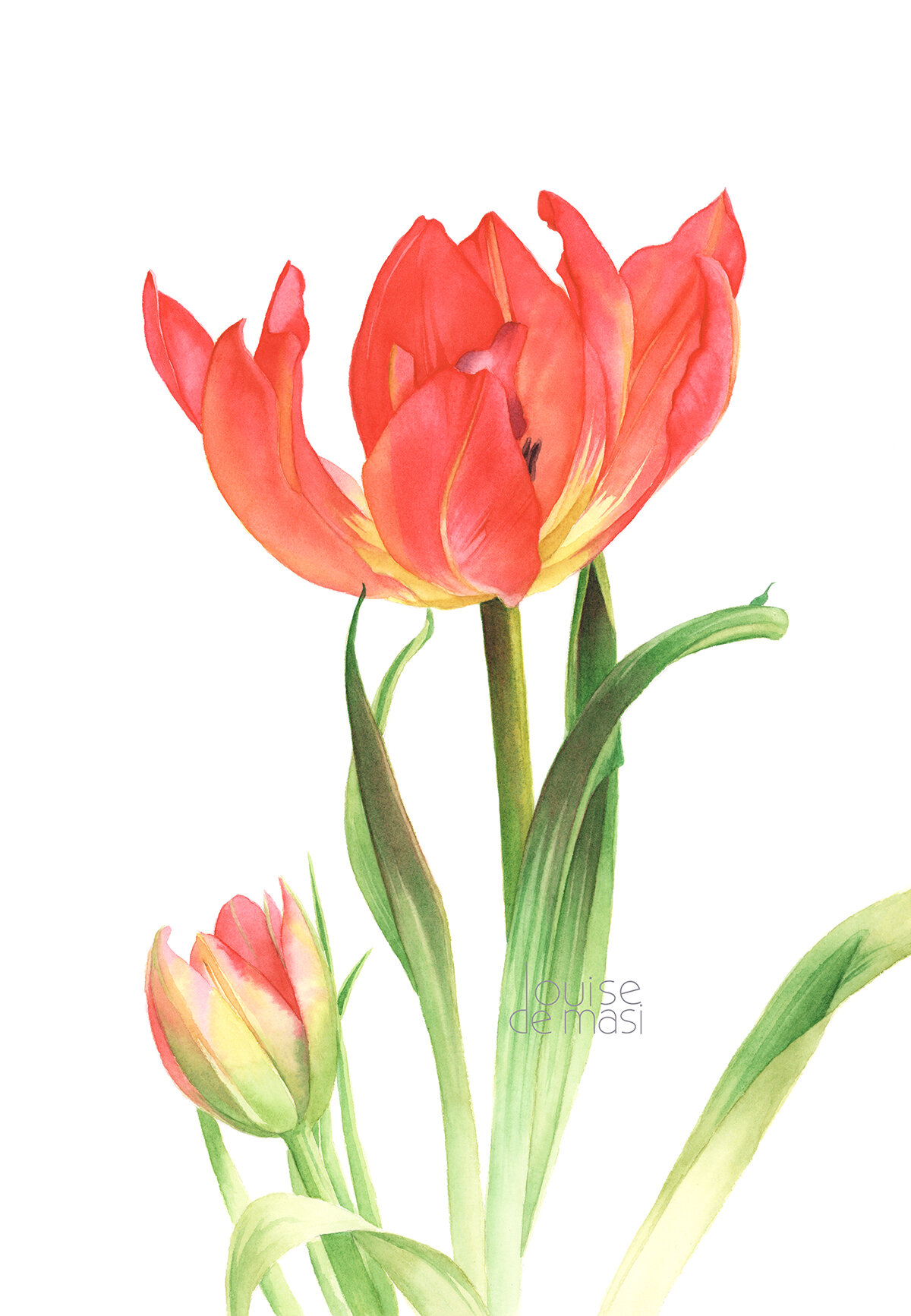 Tulip - intermediate - advanced