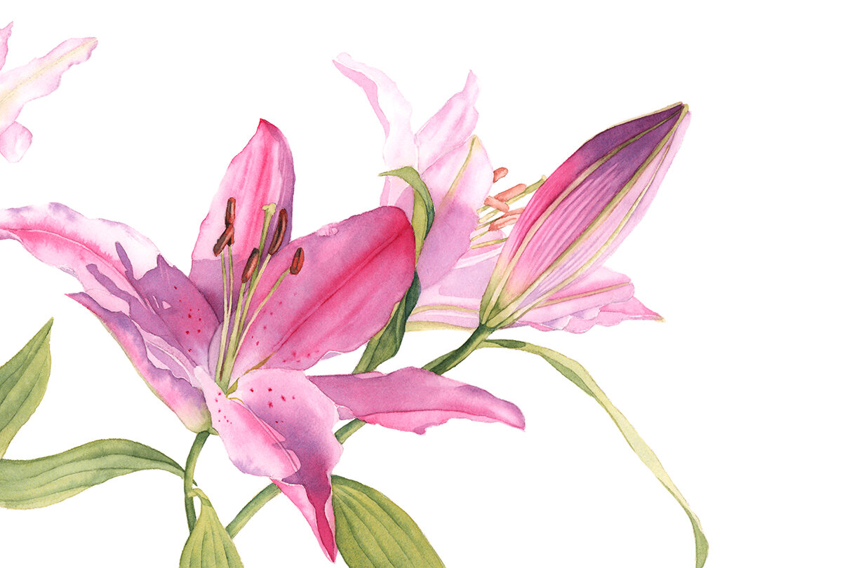 Pink Lilies - intermediate to advanced