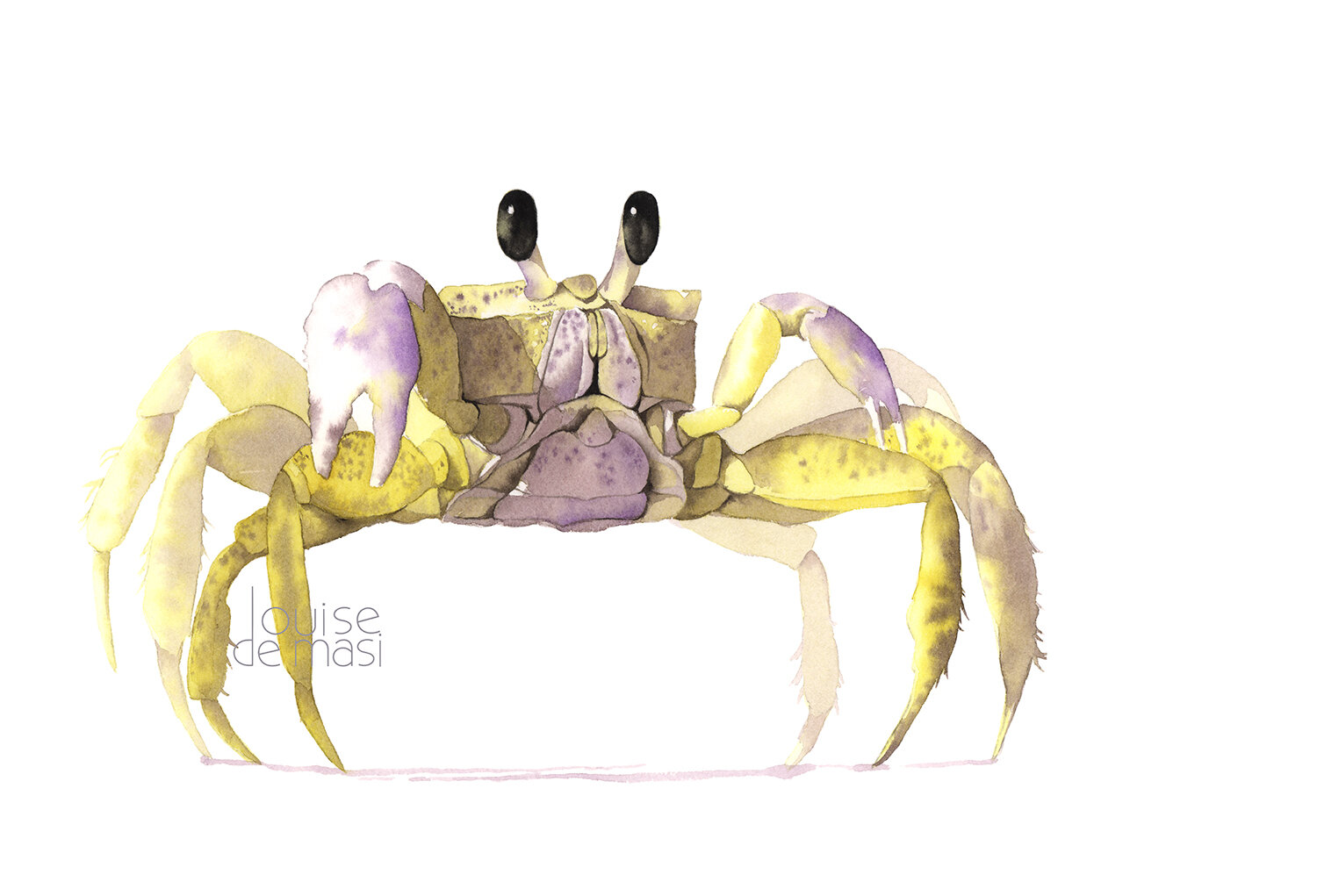 Crab - Intermediate