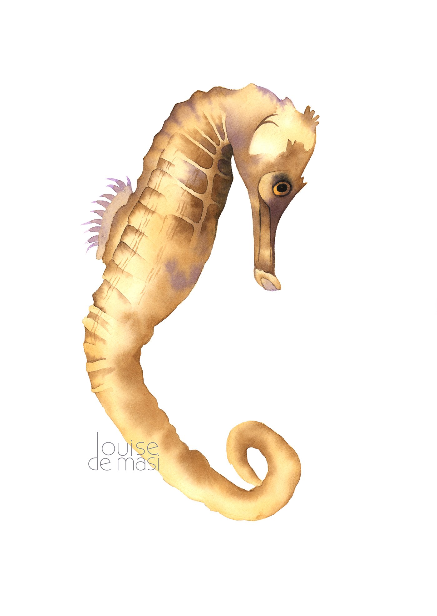 Seahorse - Beginner