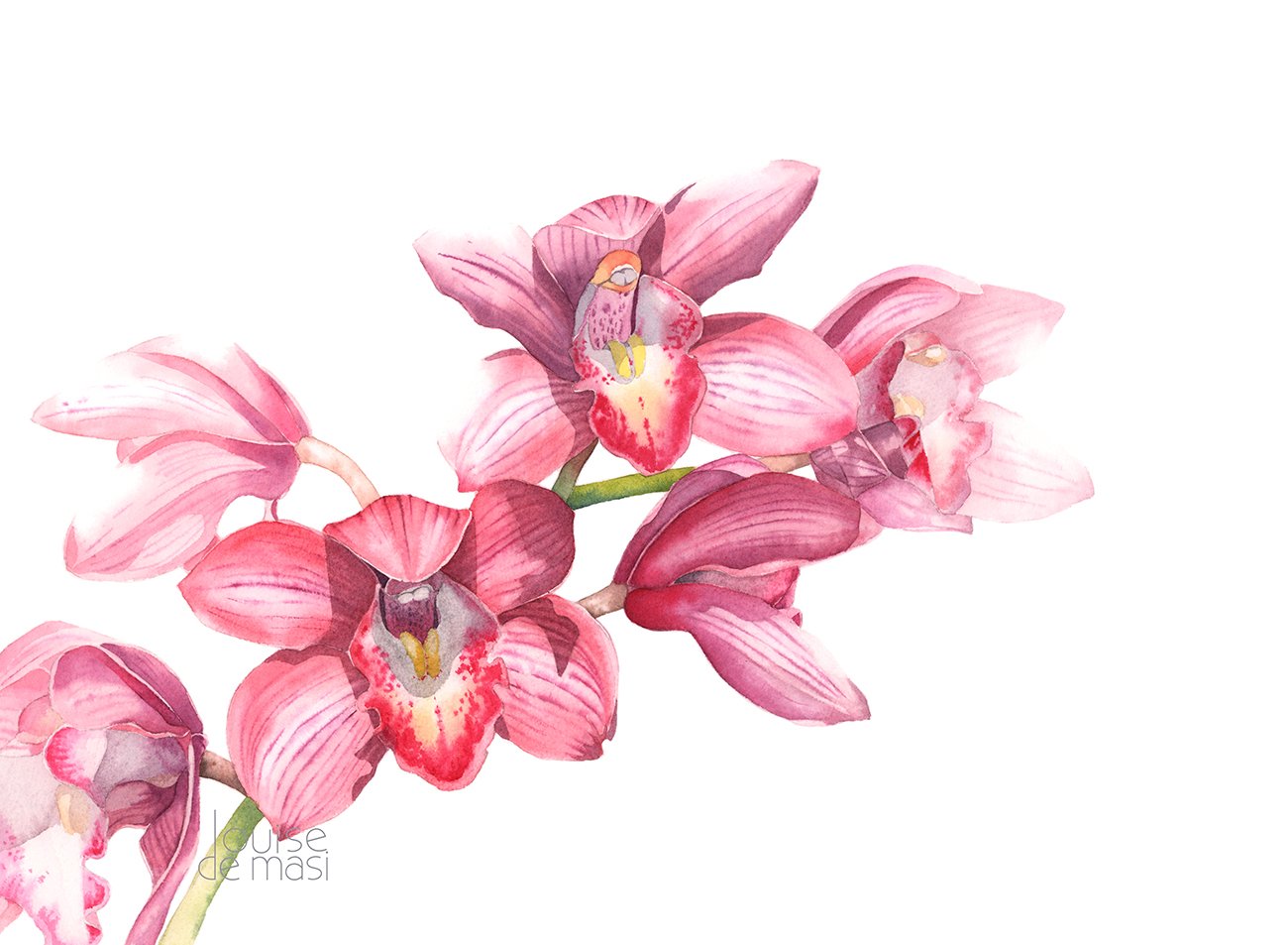 Orchids - intermediate to advanced