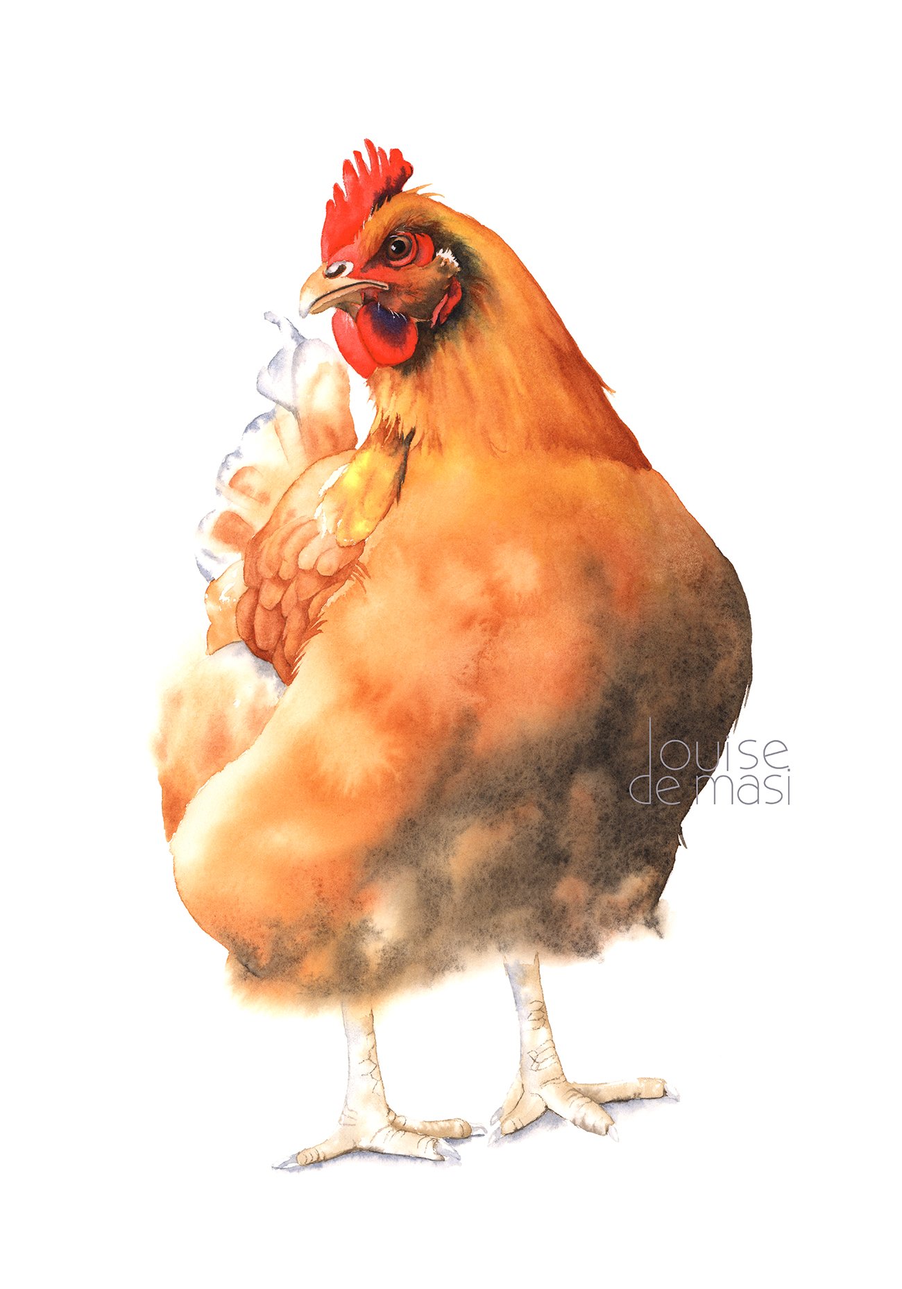 Chicken - Intermediate to Advanced