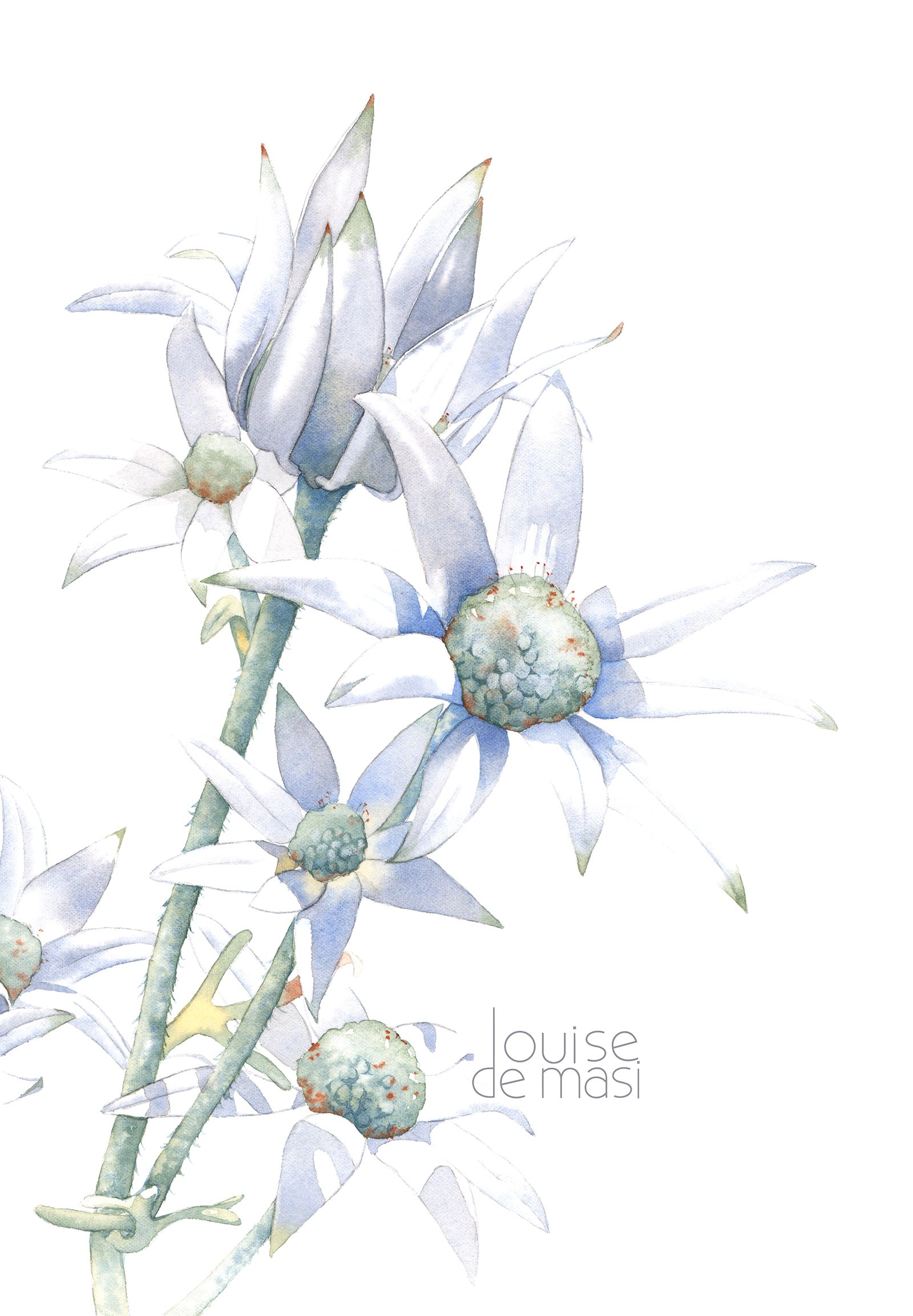 Flannel Flowers - intermediate