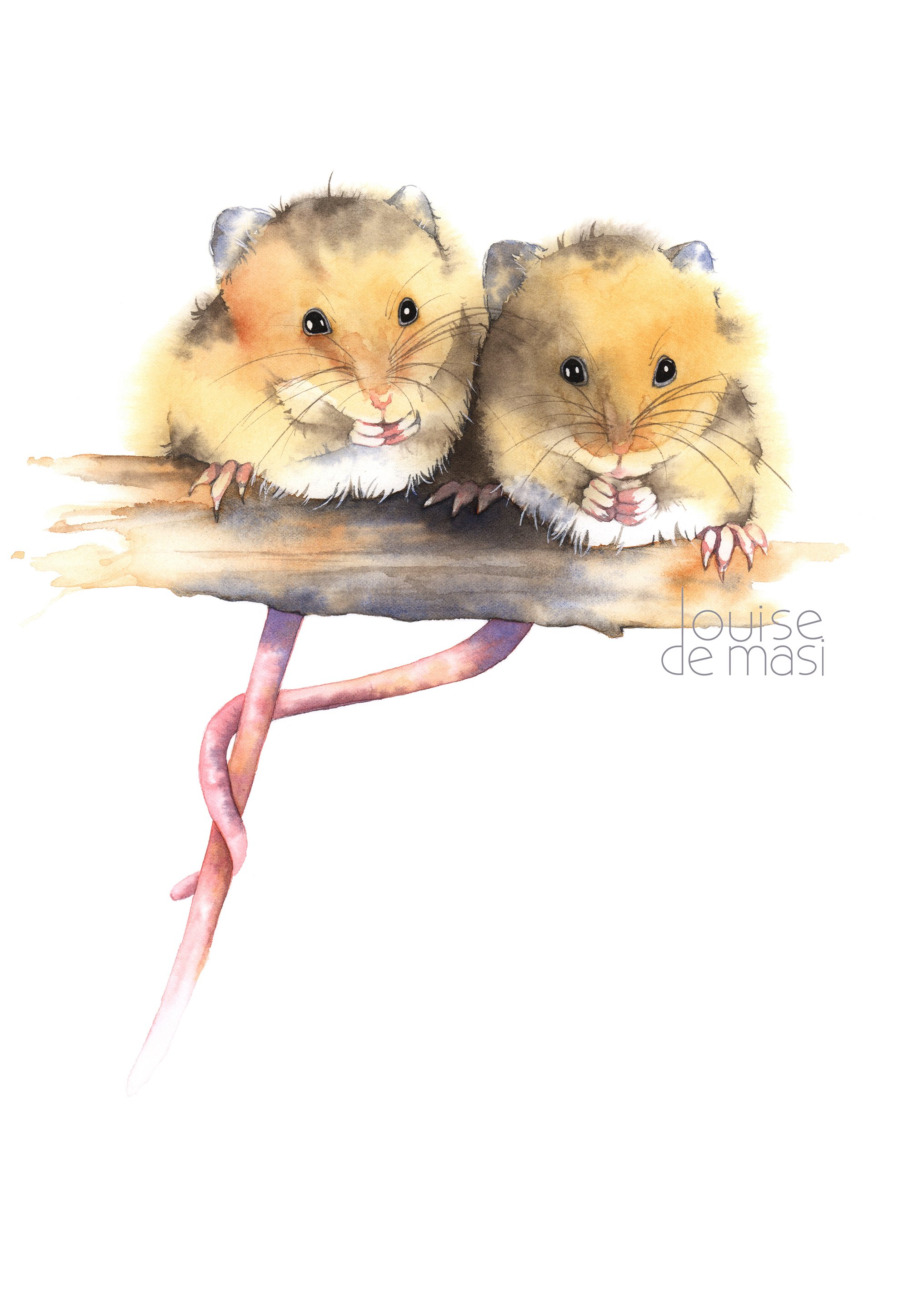 Harvest Mice - Intermediate