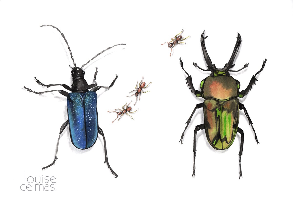 Beetles- intermediate