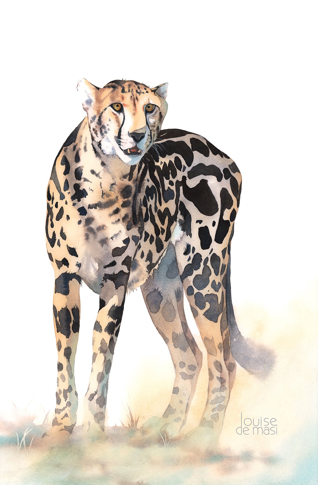 Cheetah - intermediate to advanced