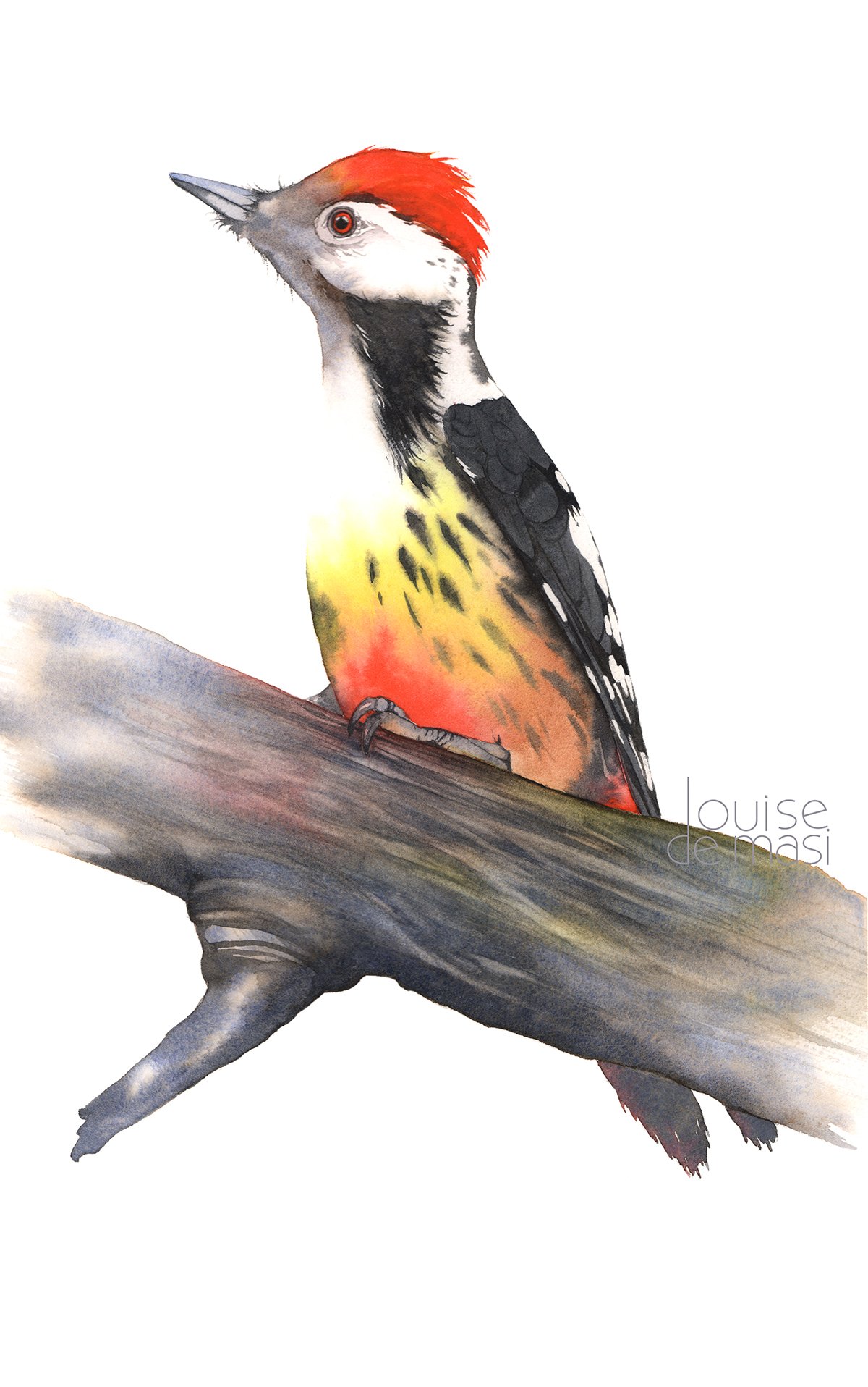 Woodpecker - intermediate