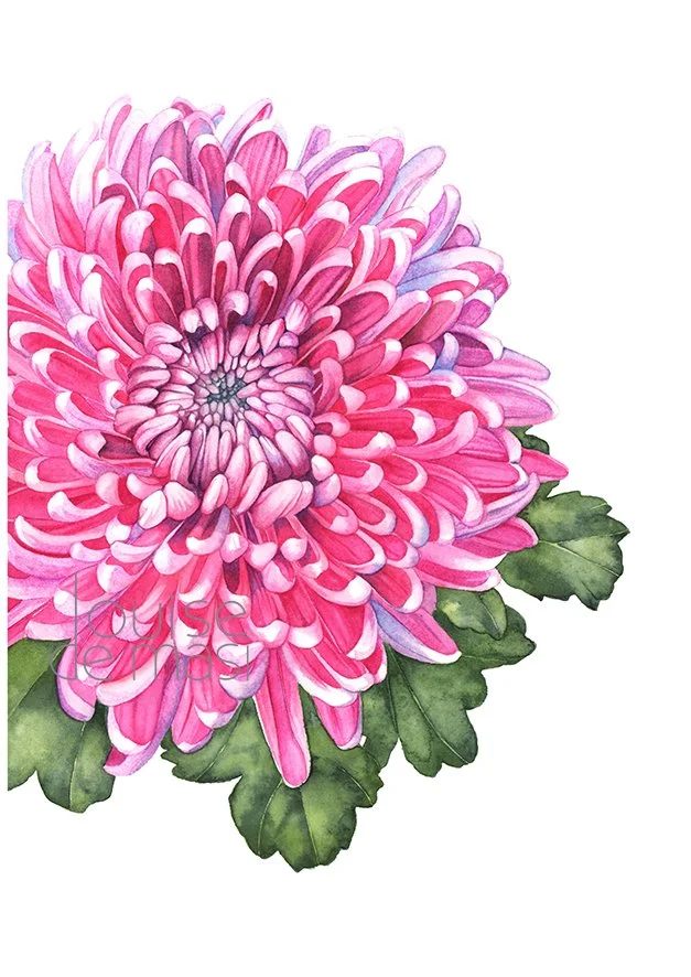 How to paint chrysanthemums in watercolour — Louise De Masi Watercolour