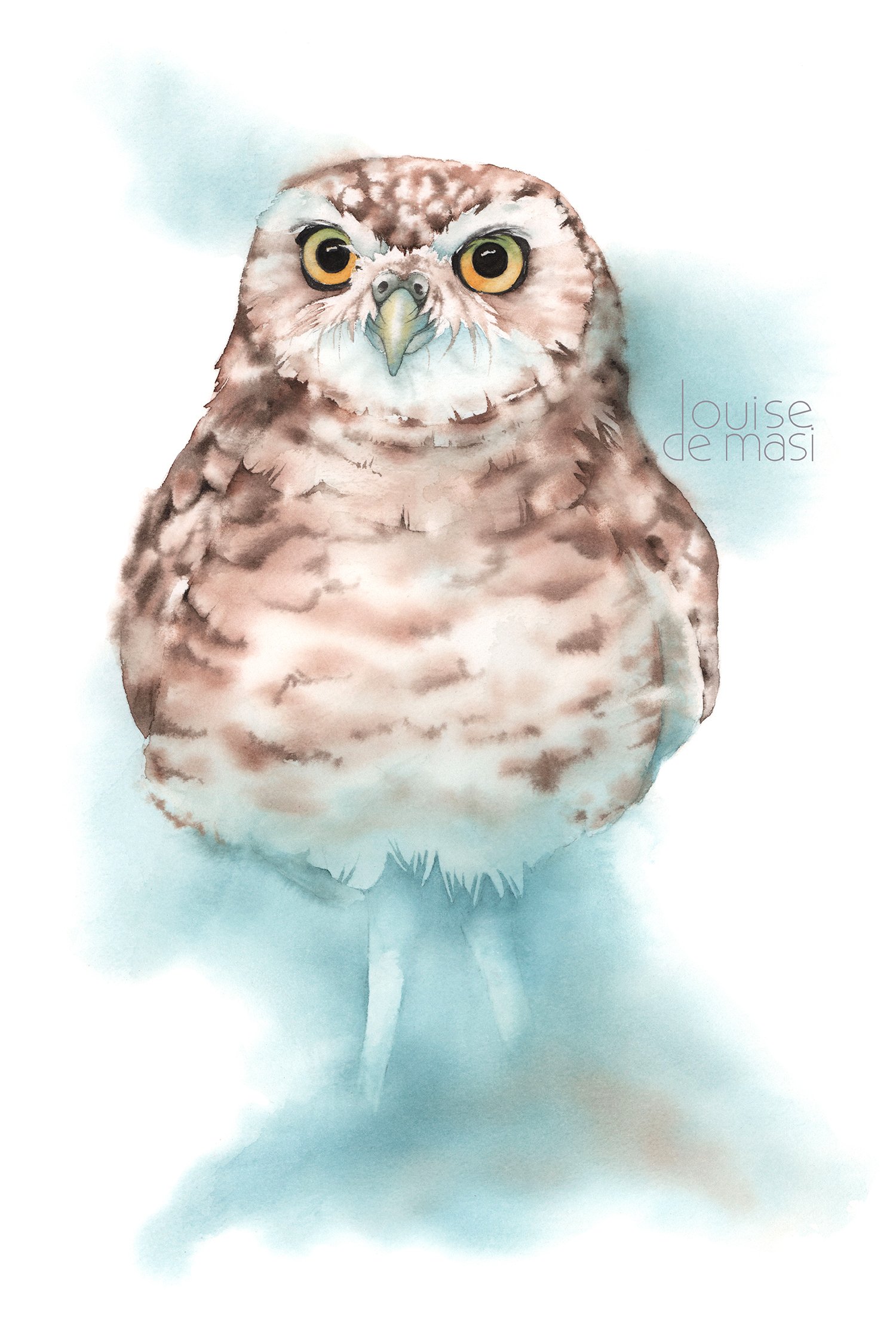 Little Owl - intermediate to advanced