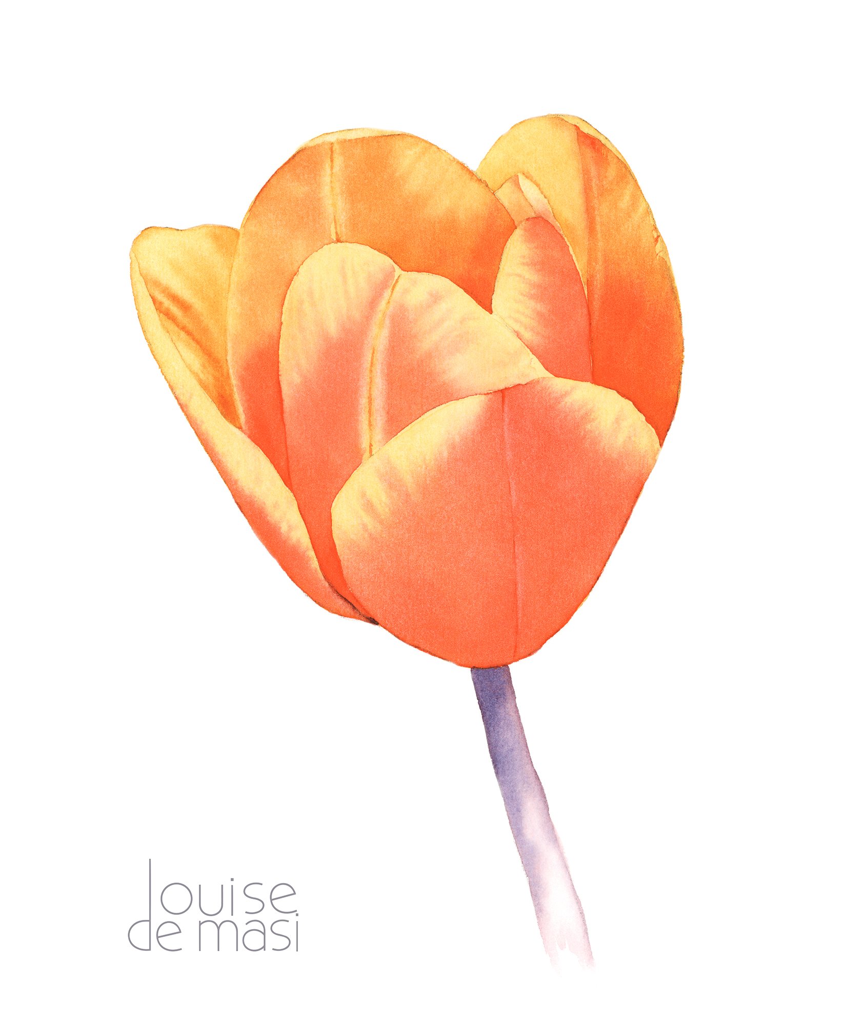 Orange Tulip - beginner