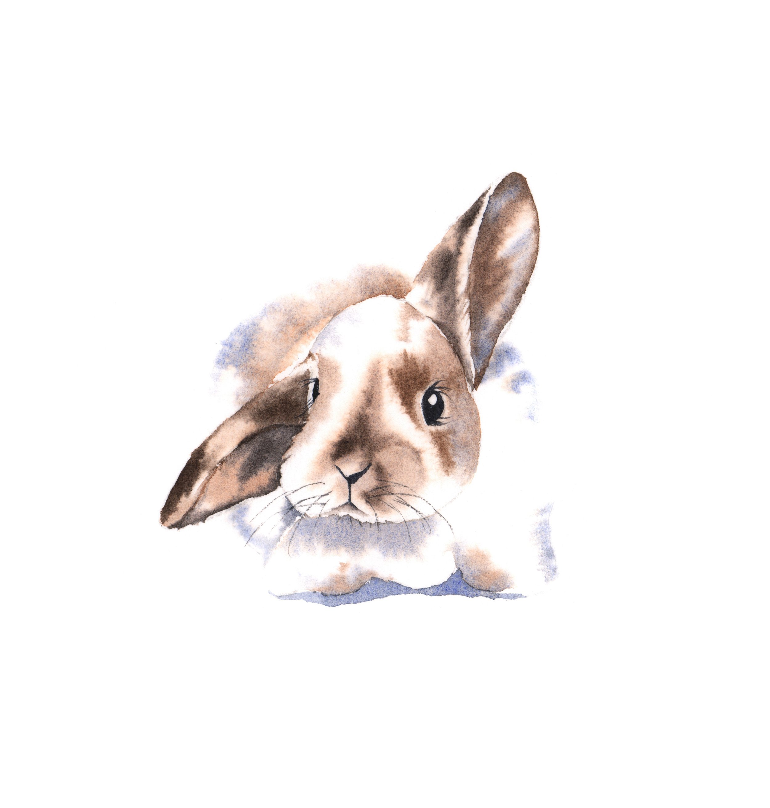 Little Bunny -  Beginner