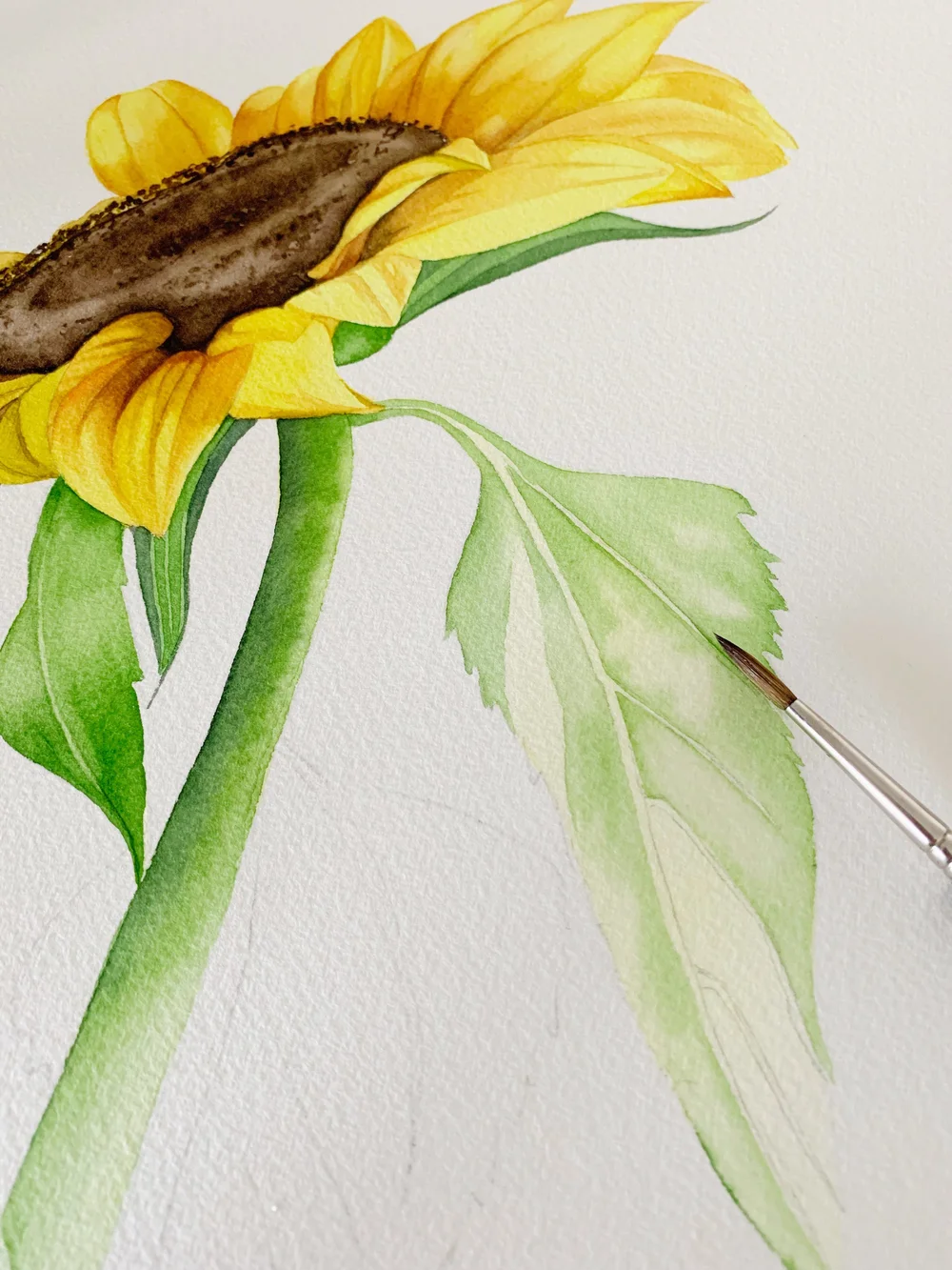 Watercolor Painting for Beginners: Tips and Techniques, image size:1000x1333