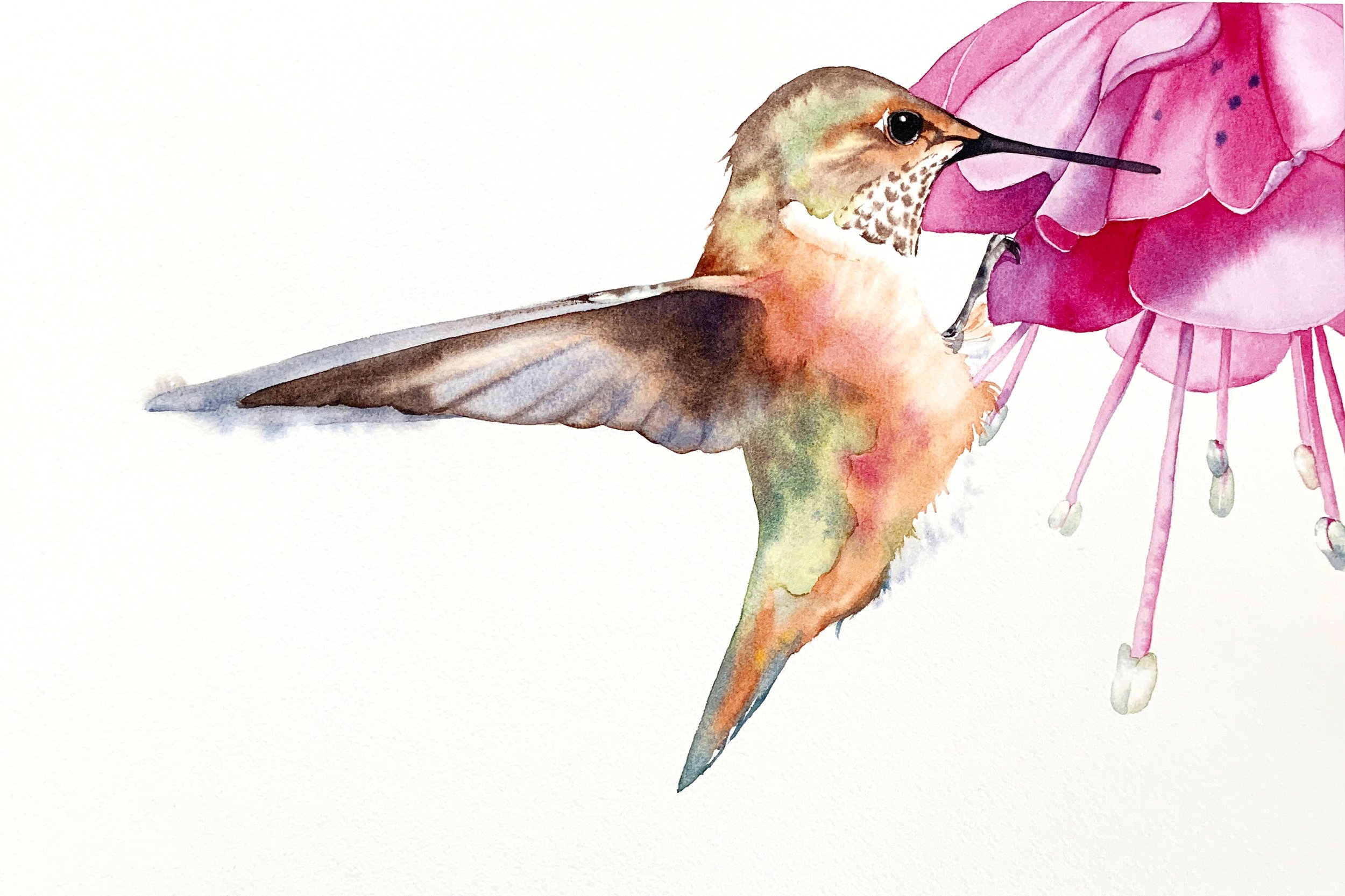 Hummingbird with Fuchsia- intermediate
