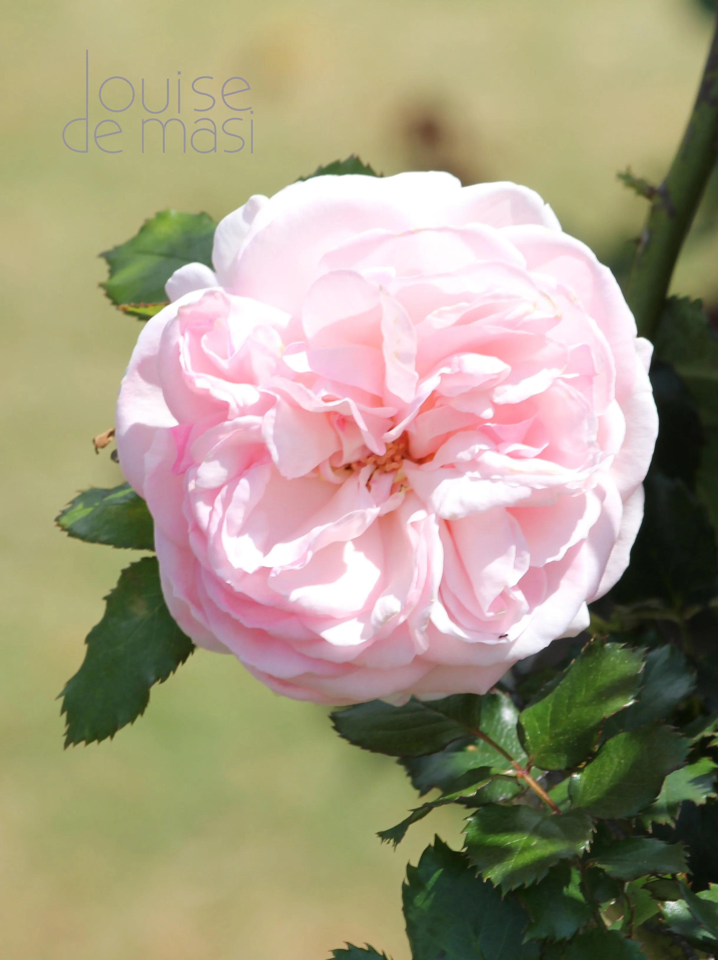 What Makes a Good Reference Photo for Watercolour Painting?