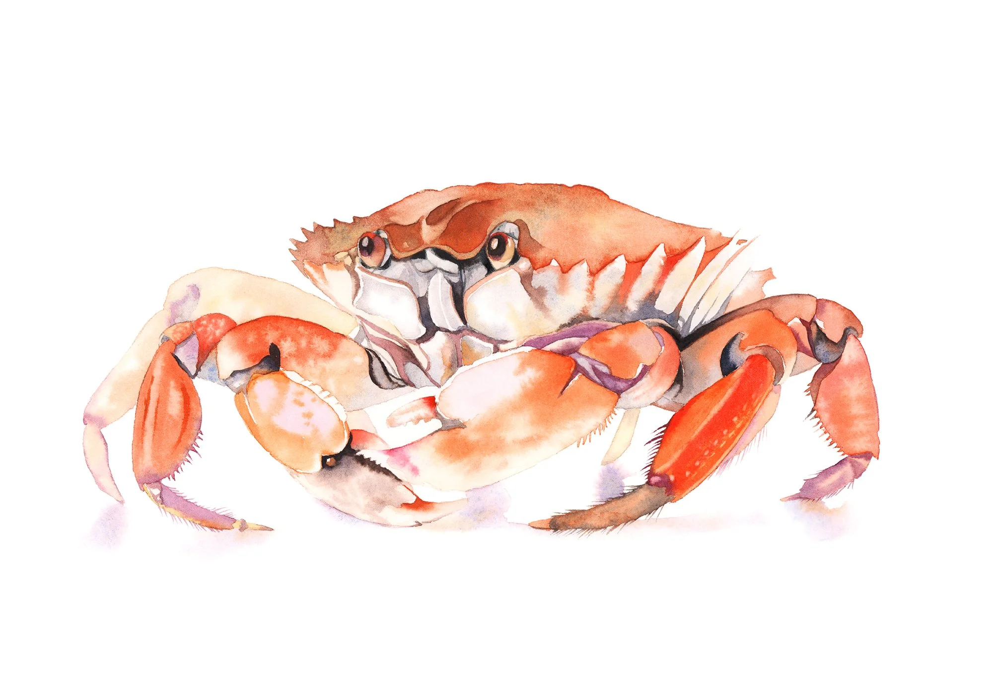 Crab Orange - intermediate to advanced