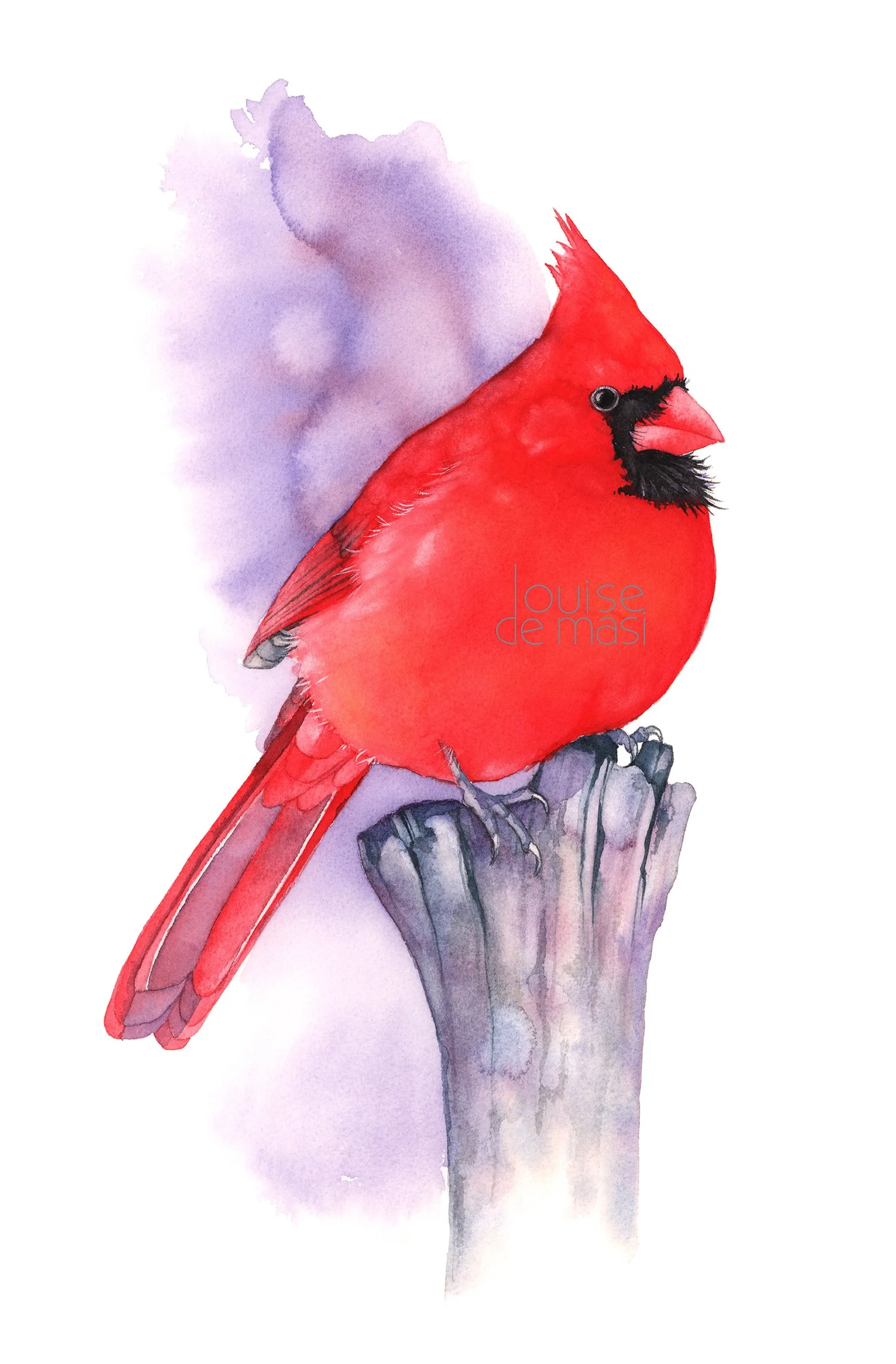 Cardinal - beginner to intermediate