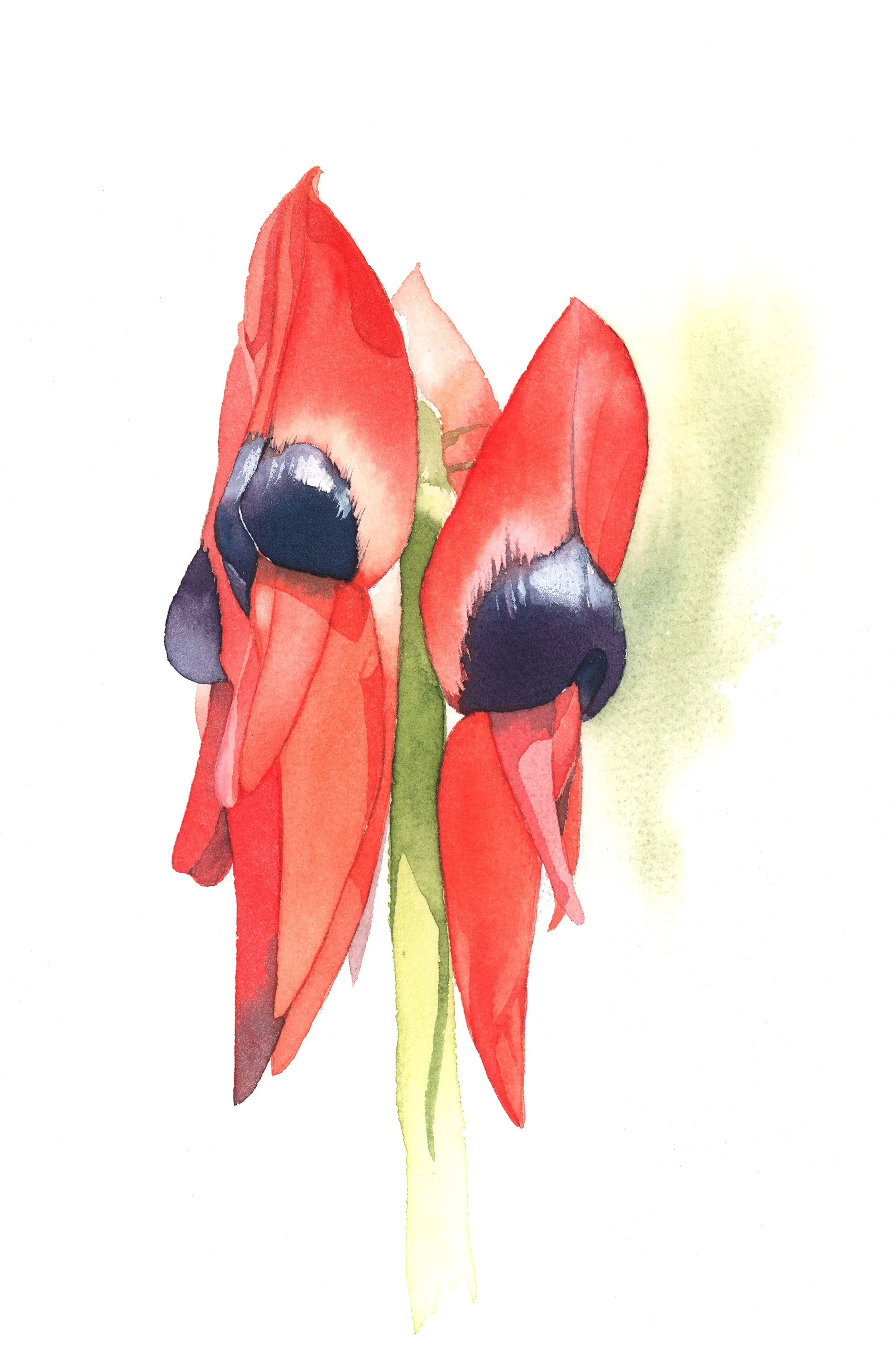 Sturt's Desert Pea - intermediate