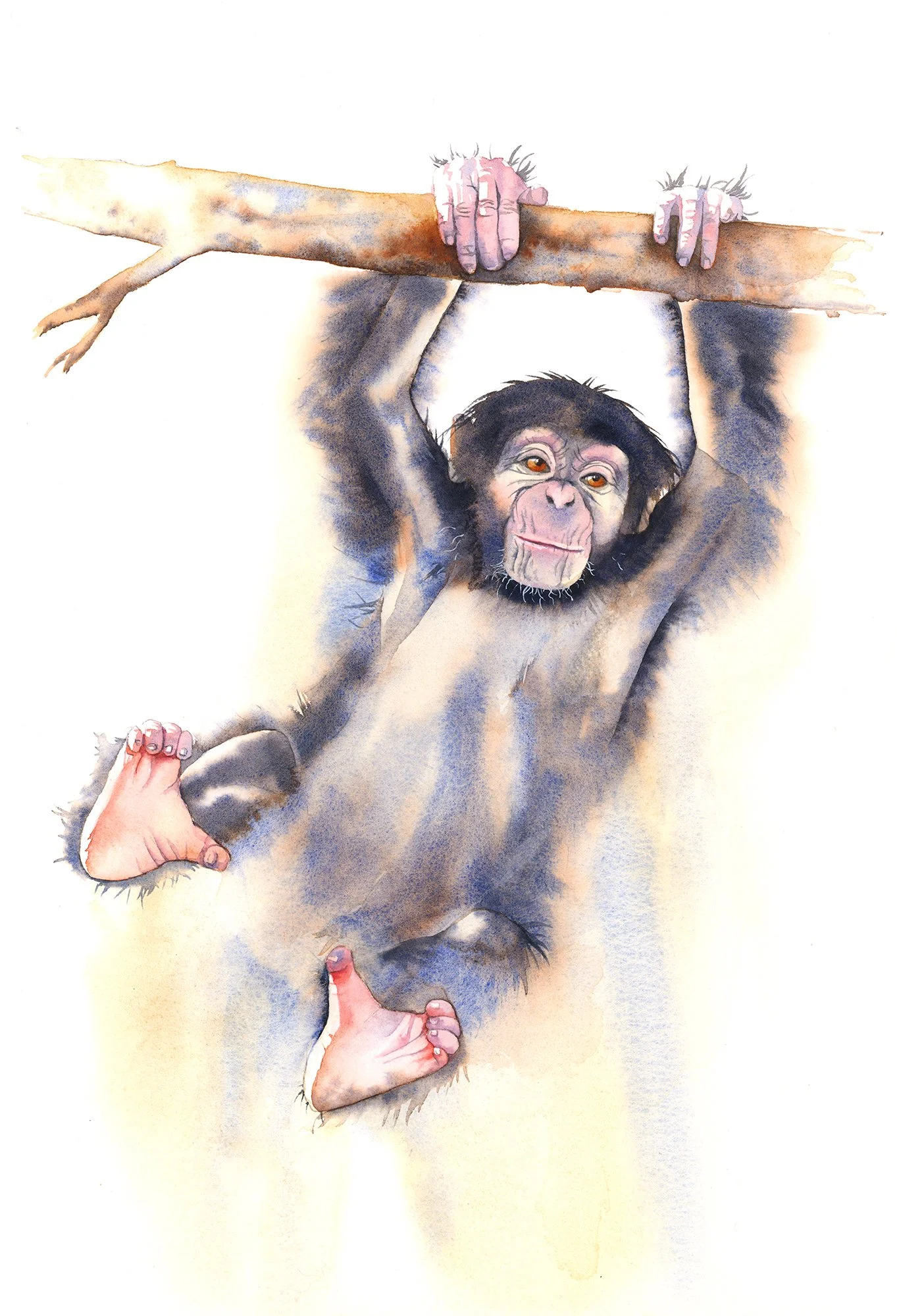 Chimpanzee - advanced