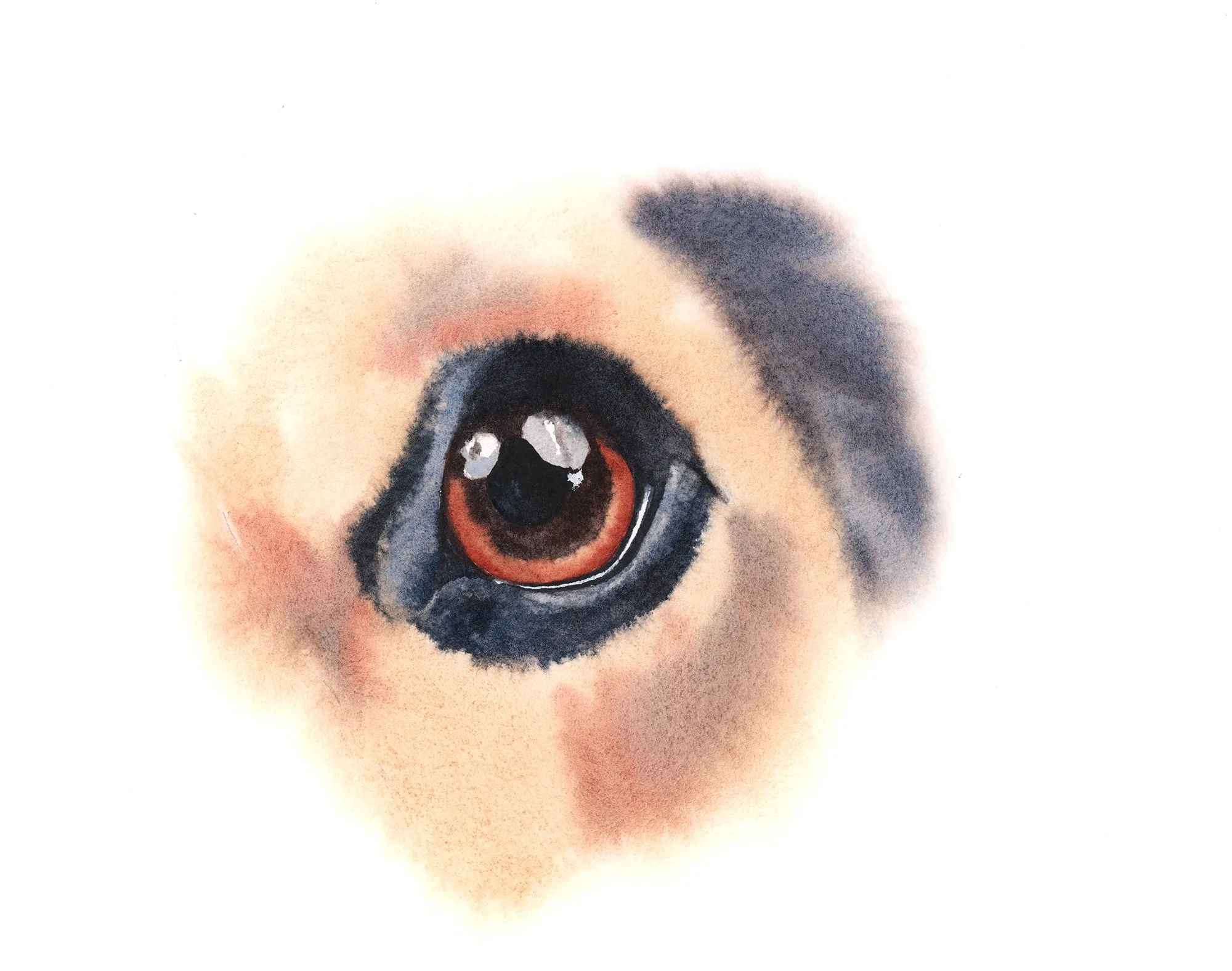 Dog Eye Study - Beginner to Intermediate
