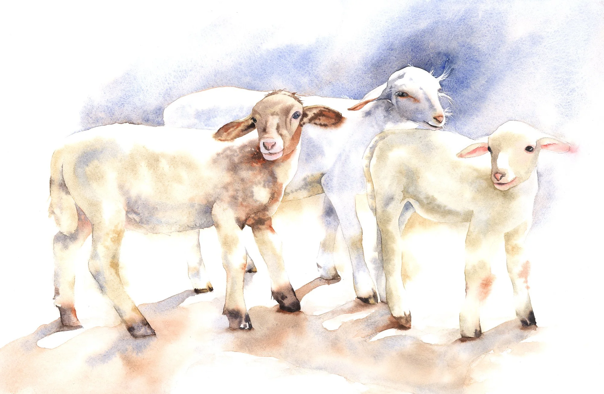 Lambs - intermediate