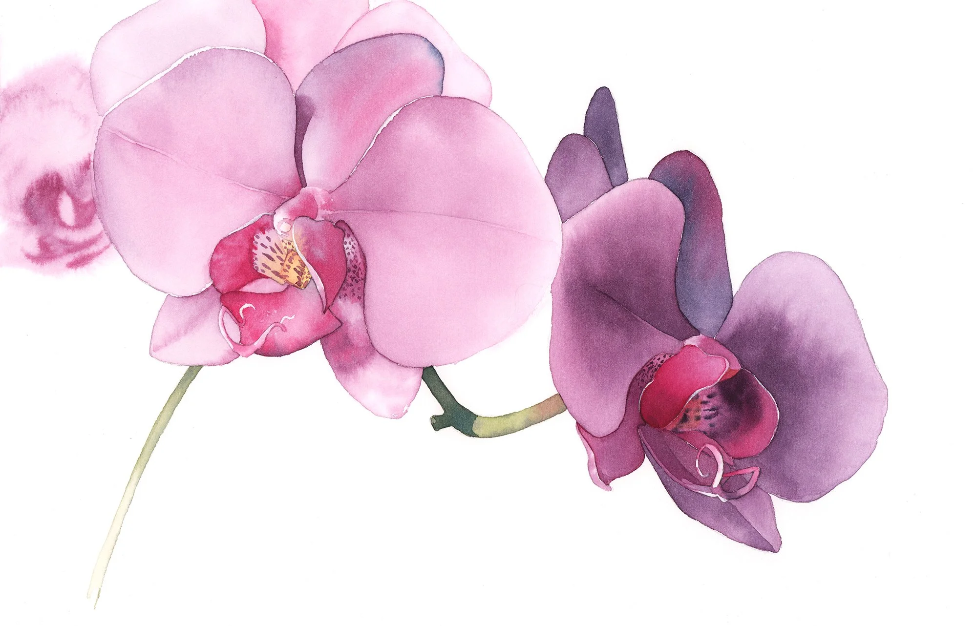 Orchids - intermediate