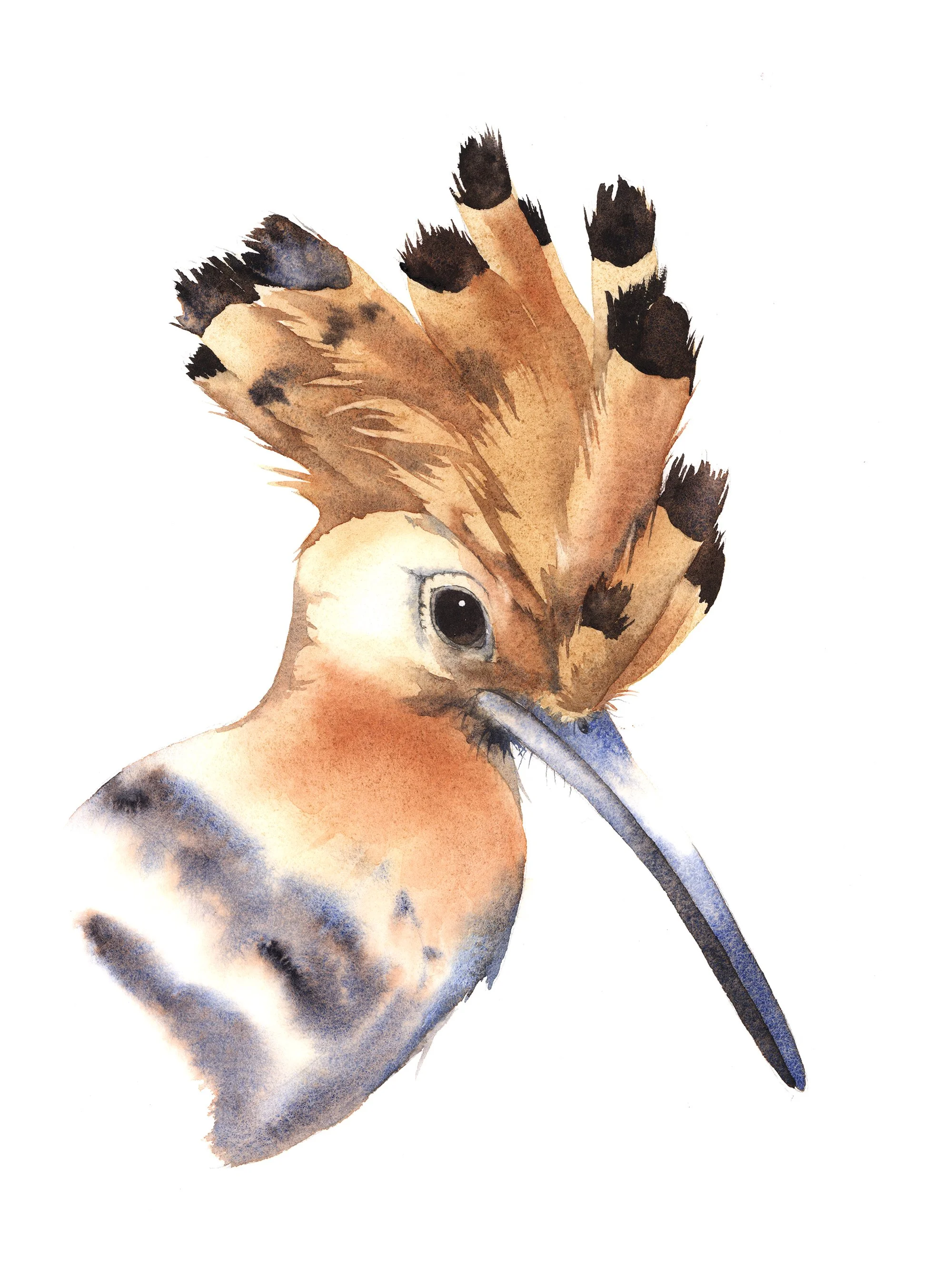 Hoopoe - intermediate