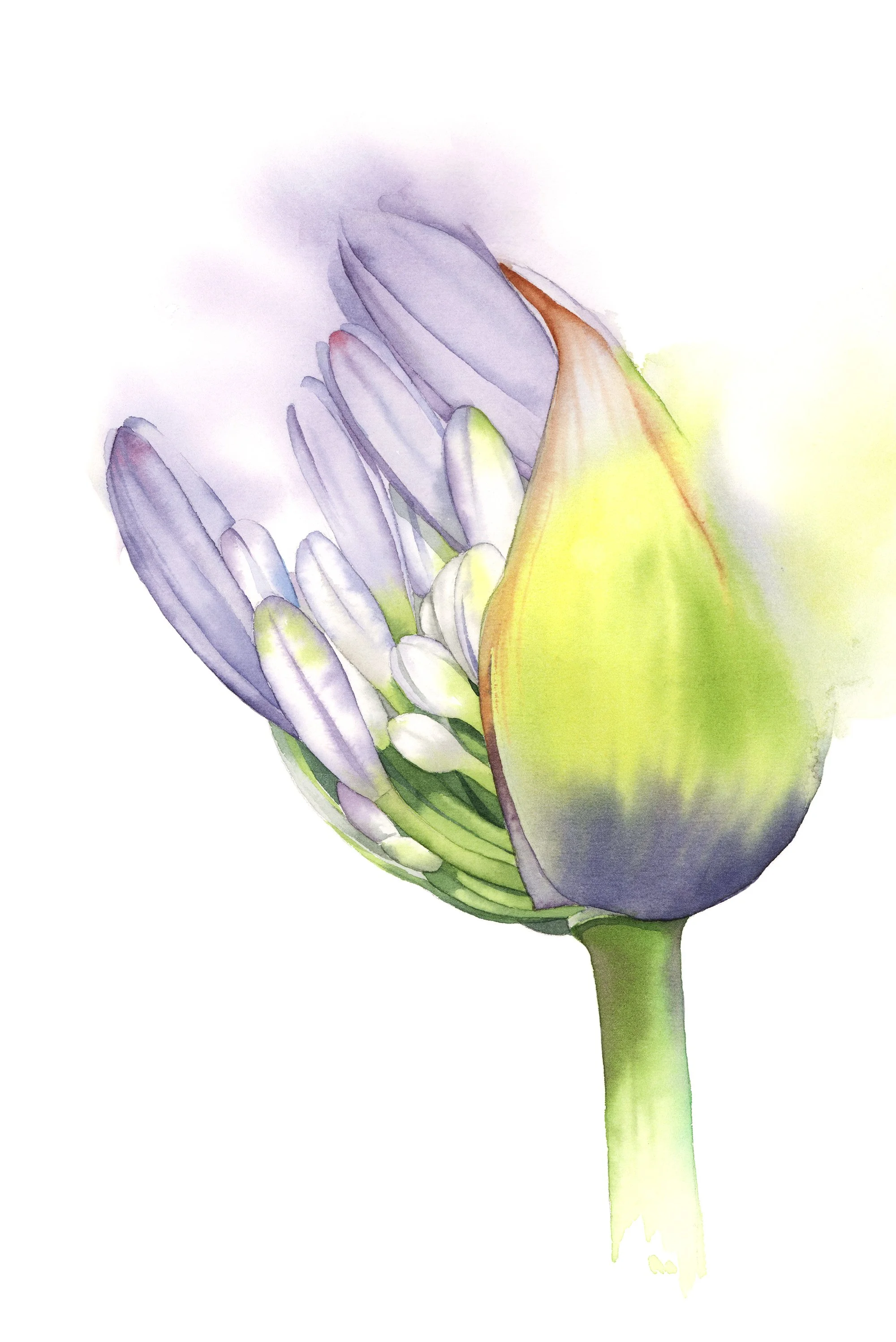 Agapanthus - intermediate