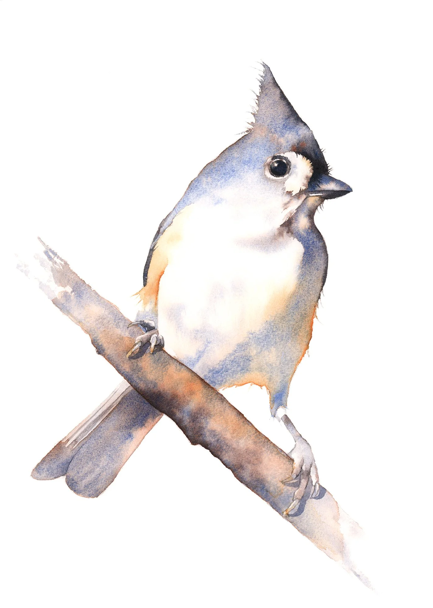 Tufted Titmouse - beginner to intermediate
