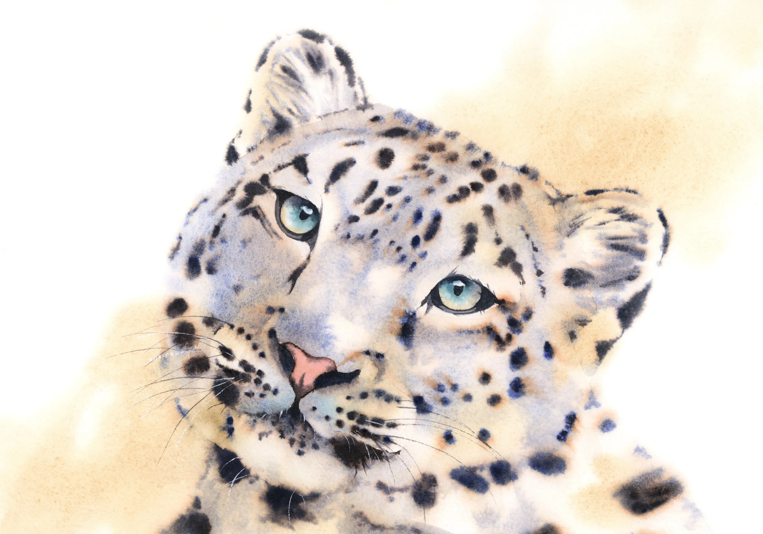 Snow Leopard - intermediate to advanced