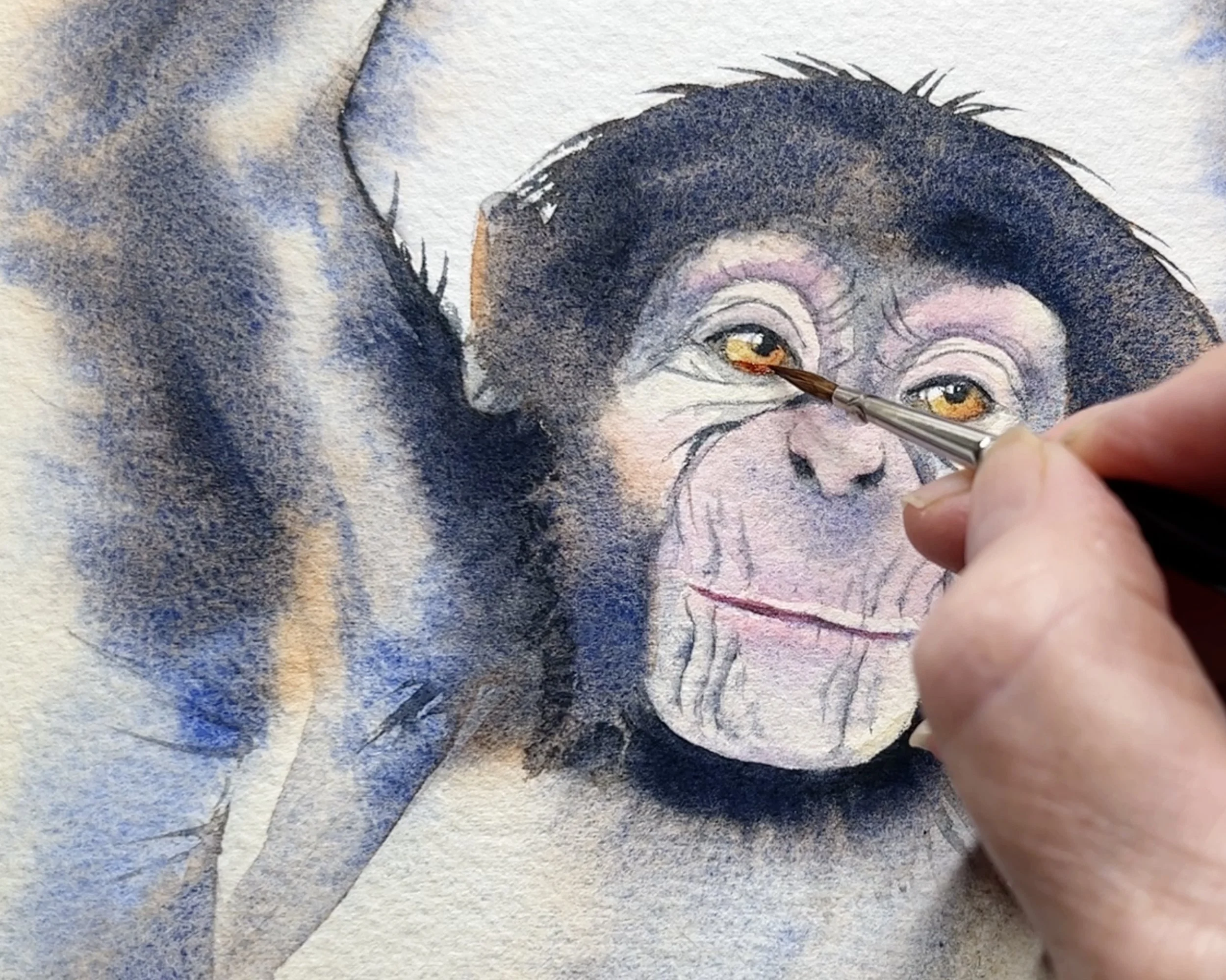 Detailed watercolour chimpanzee portrait with fine brushwork adding contrast and definition to the eye area.
