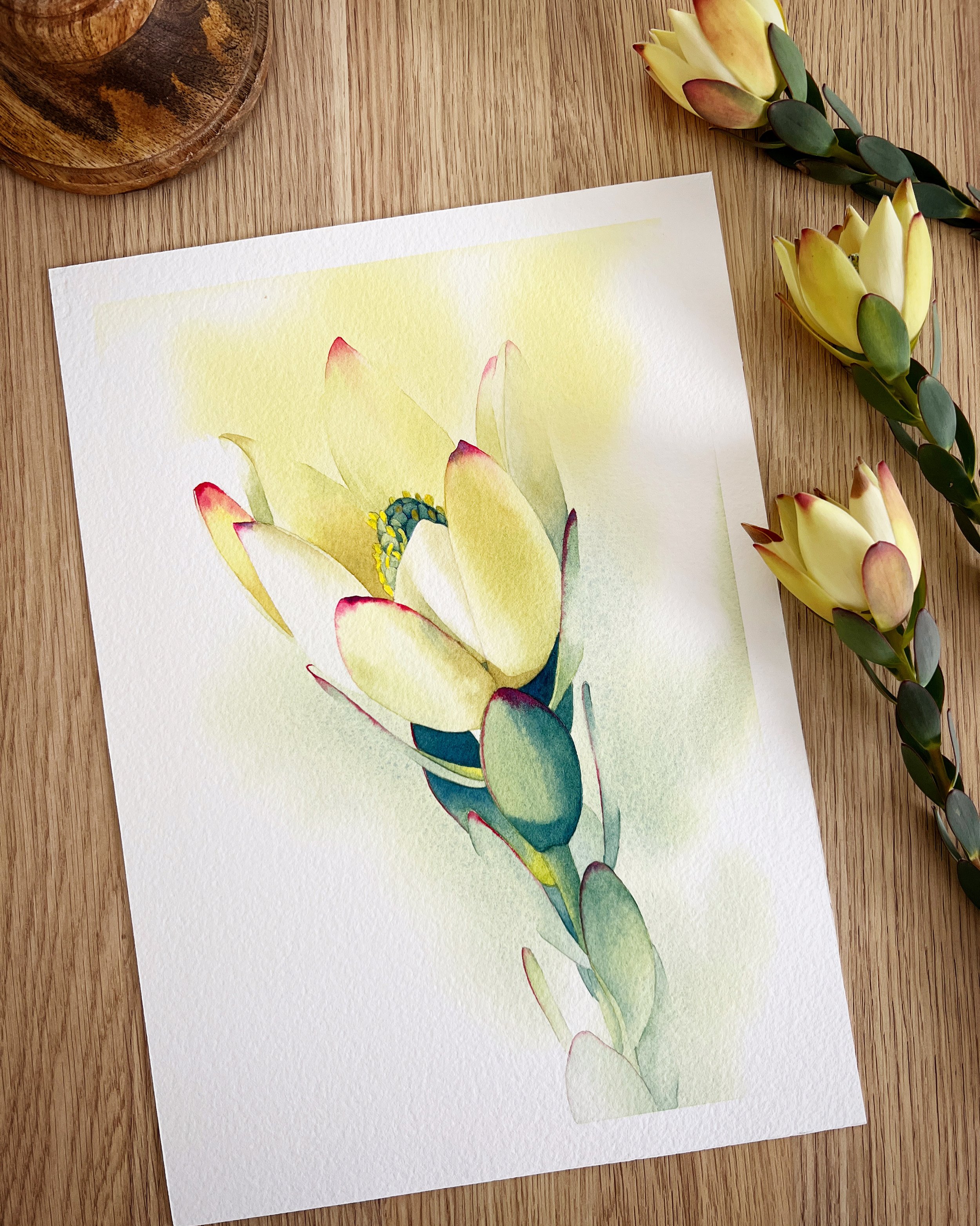 Detailed watercolour painting of a yellow leucadendron flower with soft pink tips, created by Louise De Masi