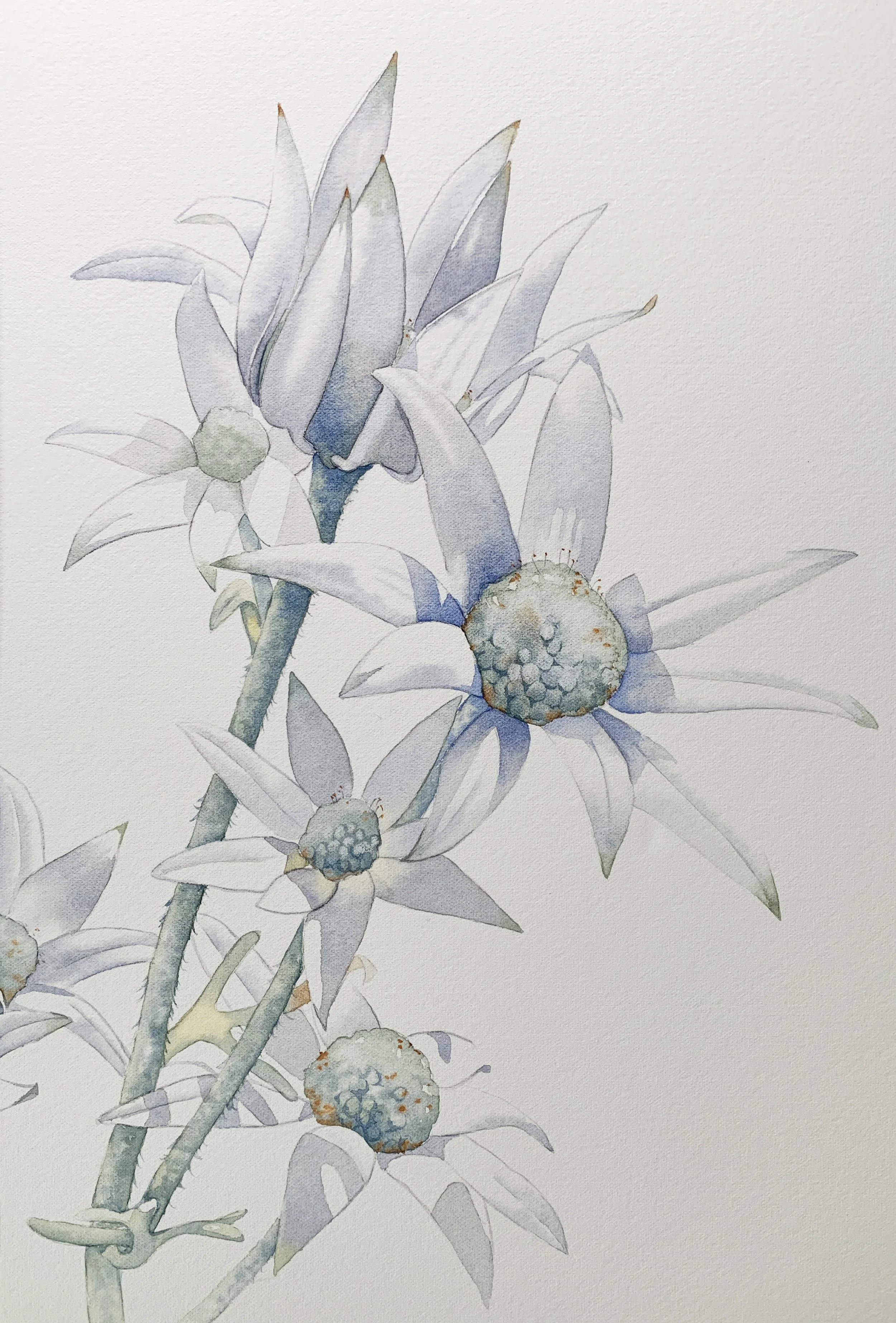 A detailed watercolour painting of soft, white flannel flowers with subtle blue-grey shading and natural highlights.