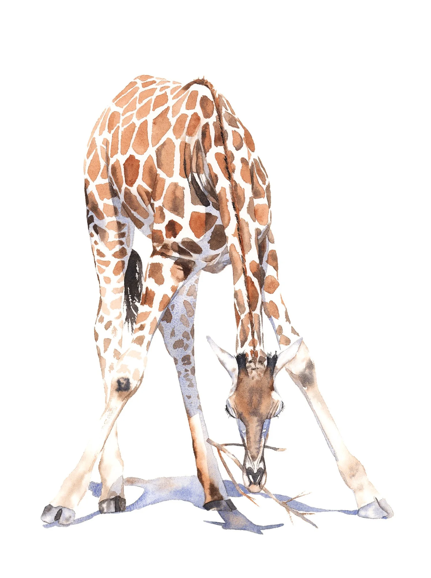 Watercolour painting of a giraffe using a range of light, mid and dark values to create form.