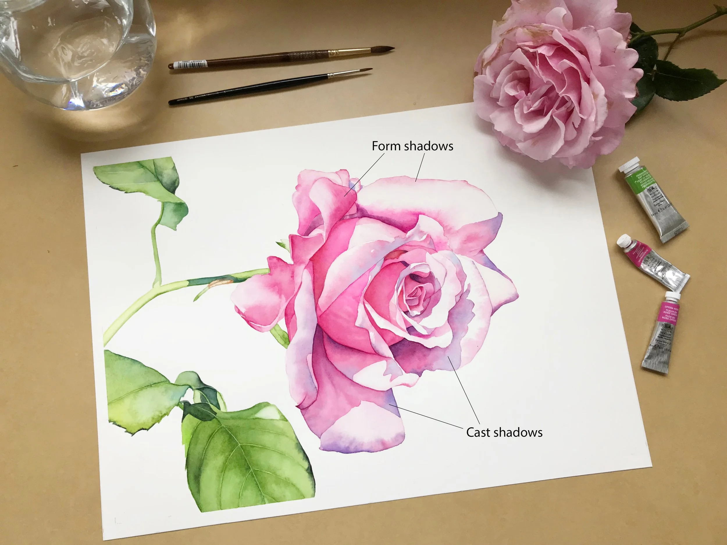 Detailed watercolour painting of a pink rose with green leaves, annotated to identify form shadows on the petals and cast shadows between overlapping petals.