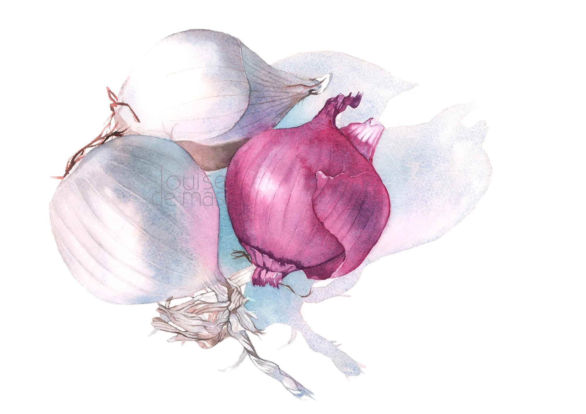 Watercolour painting of three onions—two white and one red—laying side by side with soft shadows and curling roots, painted in delicate translucent washes.
