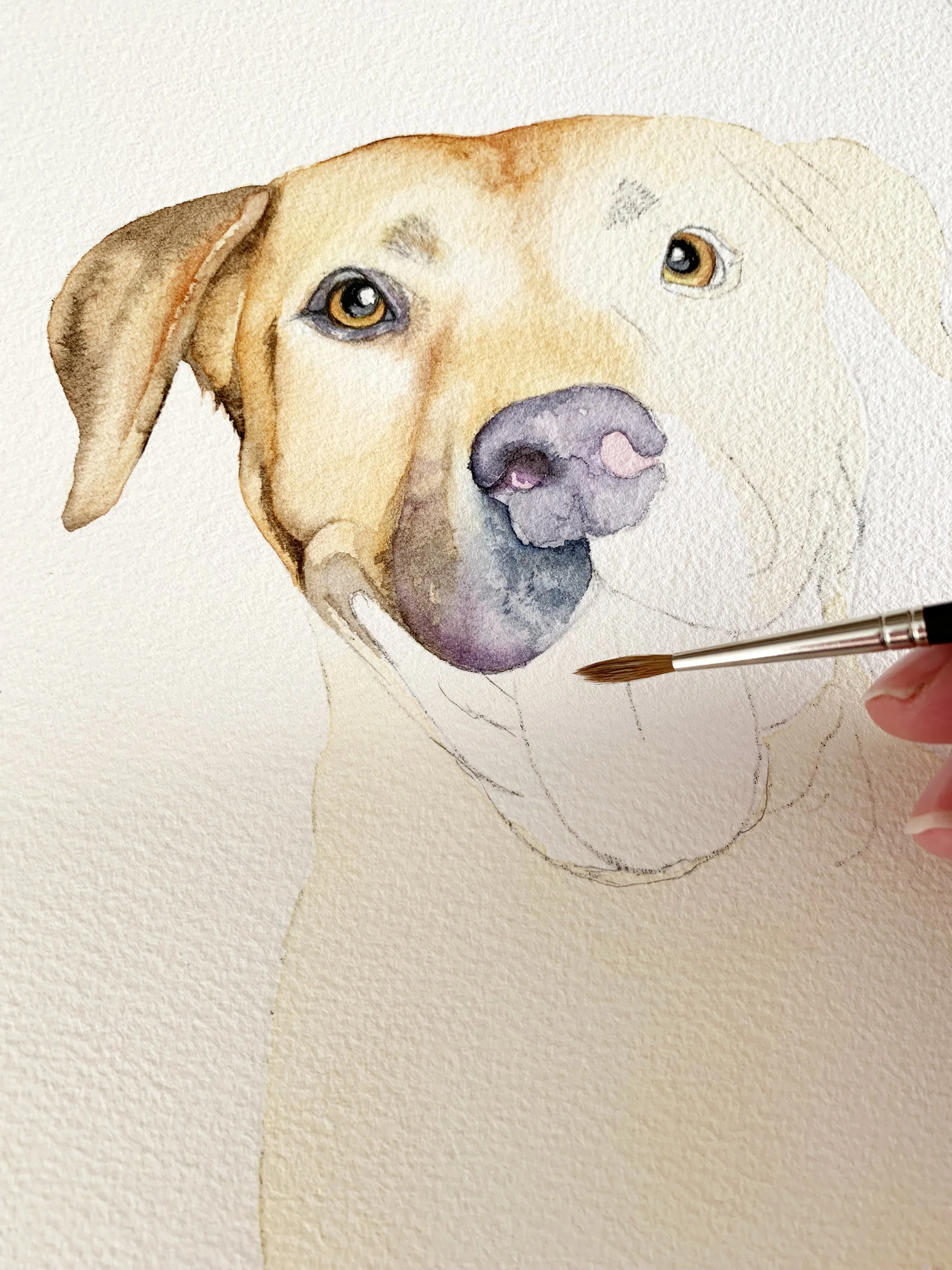 Watercolour dog portrait in progress showing light washes alongside stronger shadows around the face.