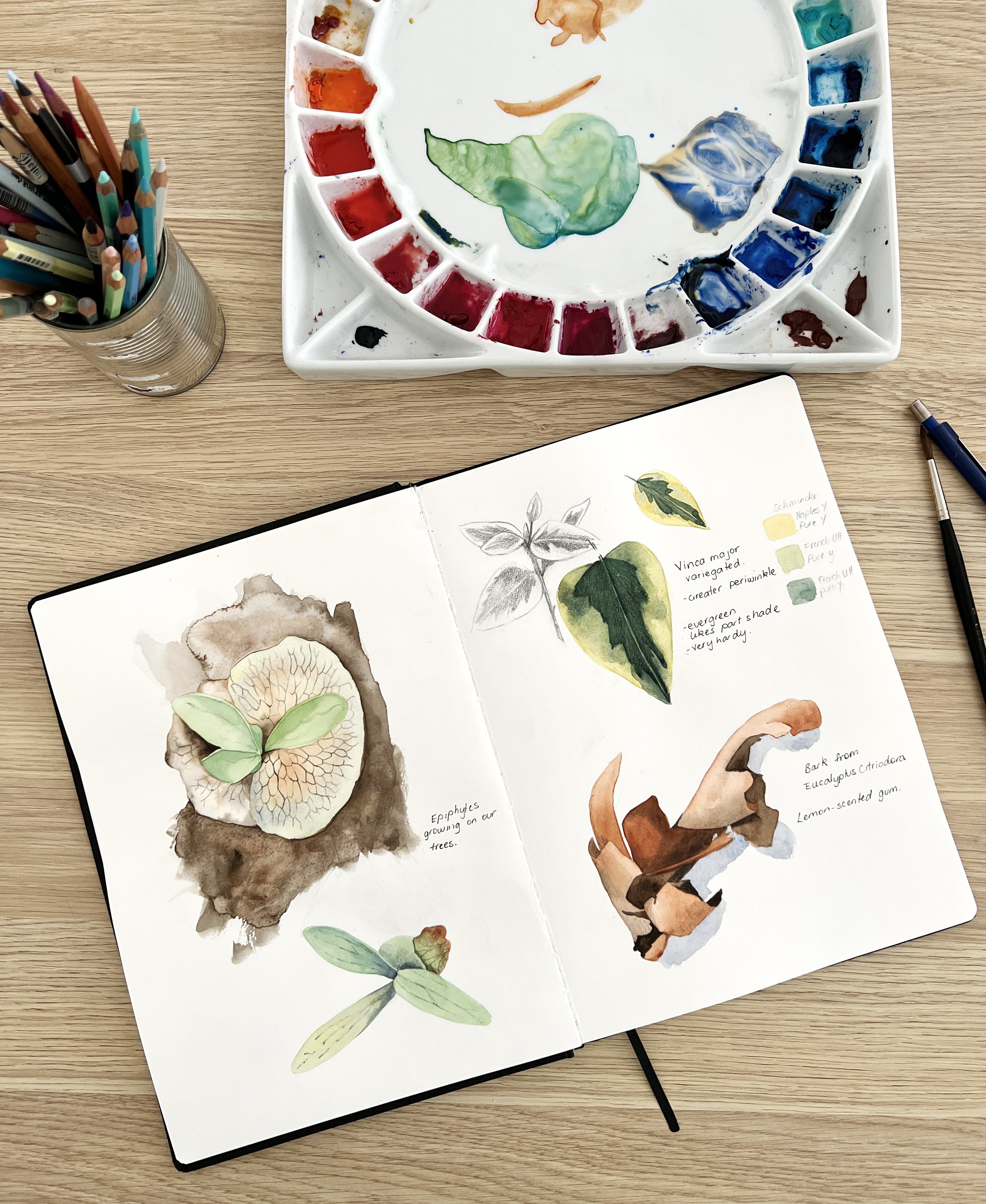 A botanical art journal spread featuring watercolour studies of leaves, bark, and epiphytes, next to a colourful palette and pencils.